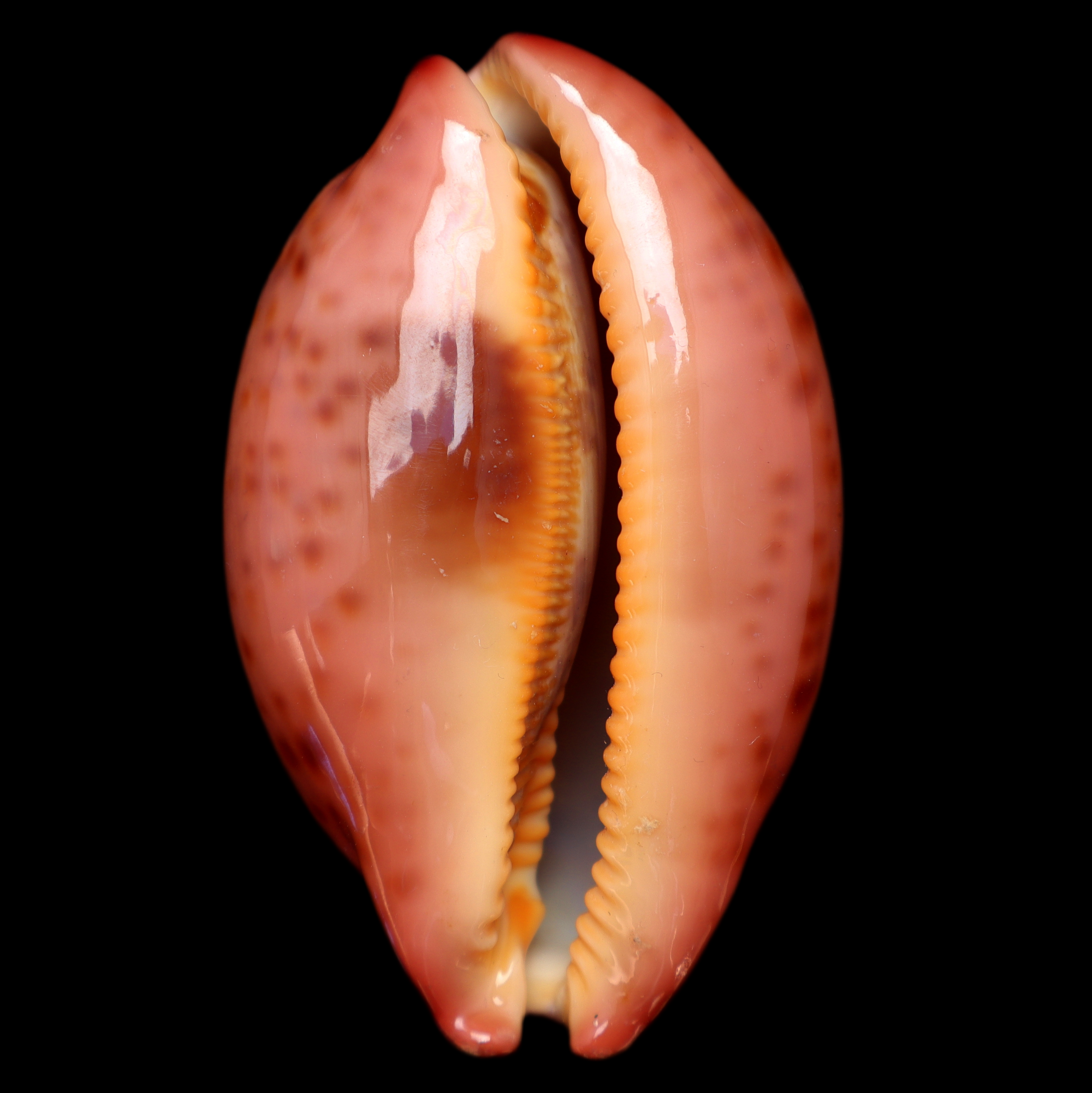 CY764 Leporicypraea mappa alga