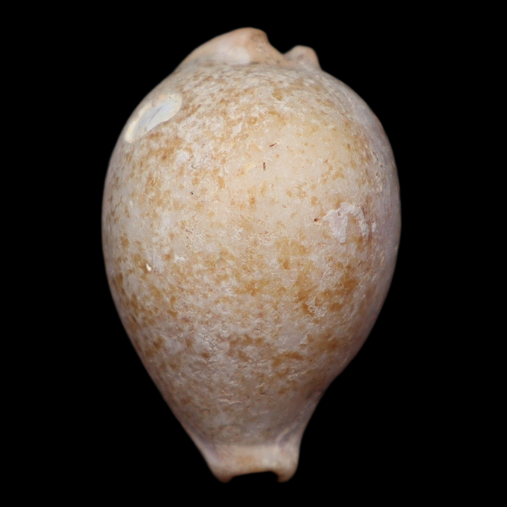CY293 Paradusta barclayi