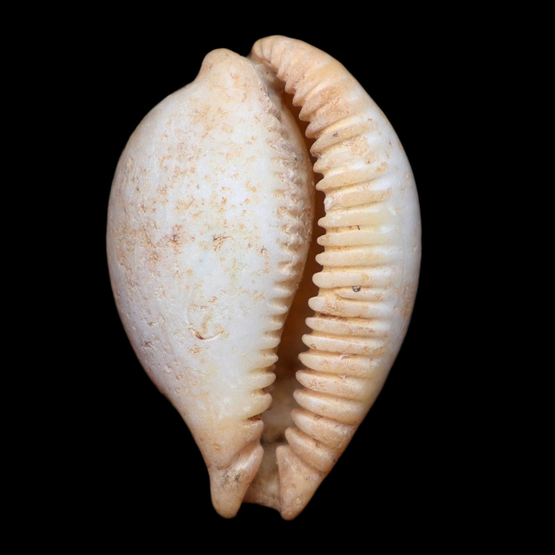 CY293 Paradusta barclayi