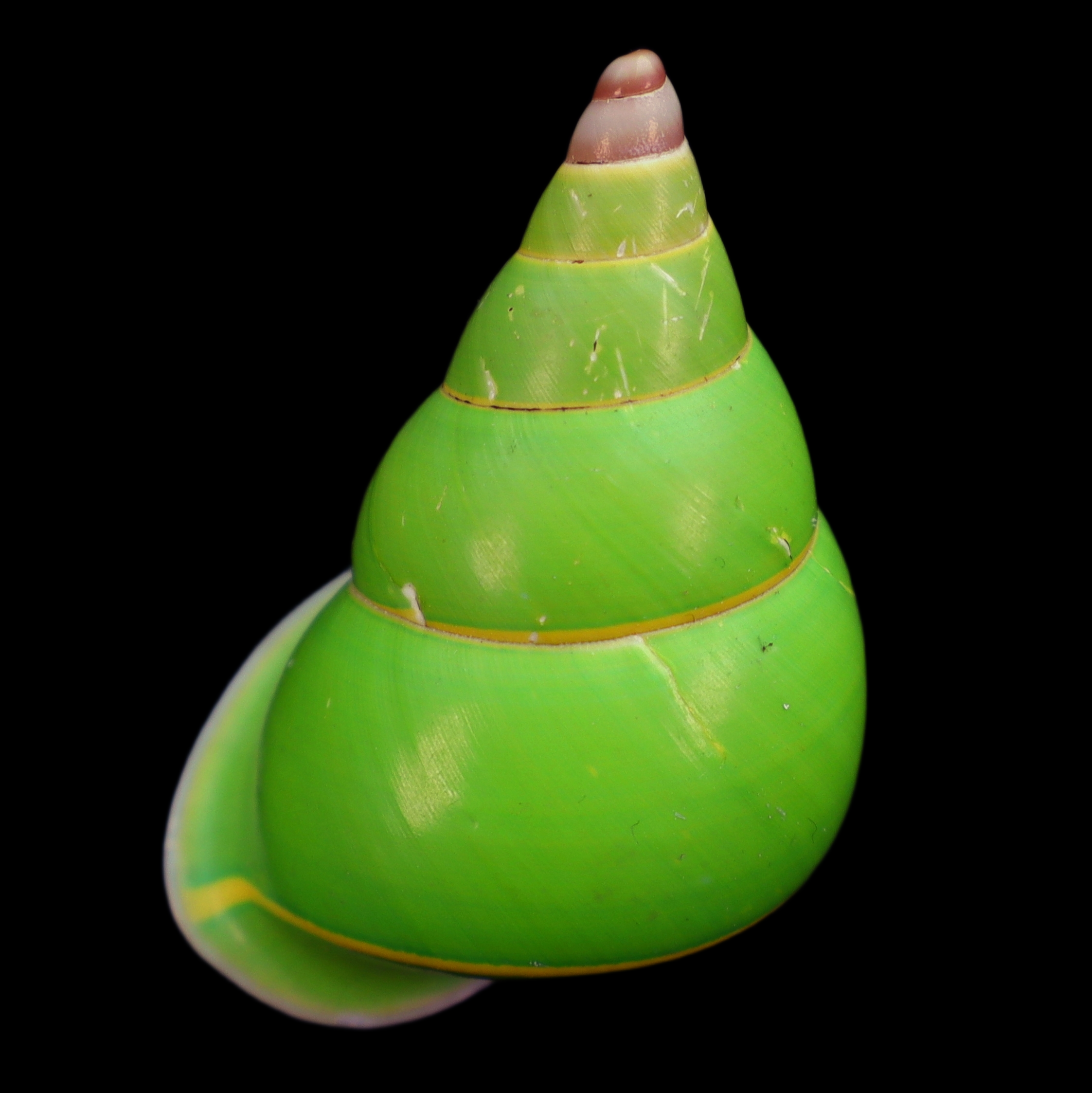 CA388 Papustyla pulcherrima