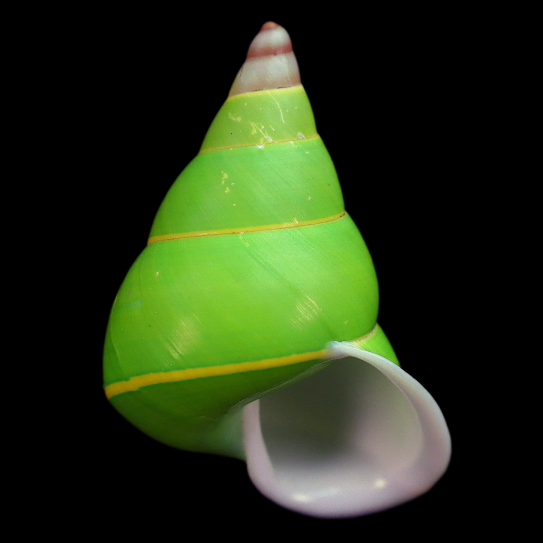 CA388 Papustyla pulcherrima