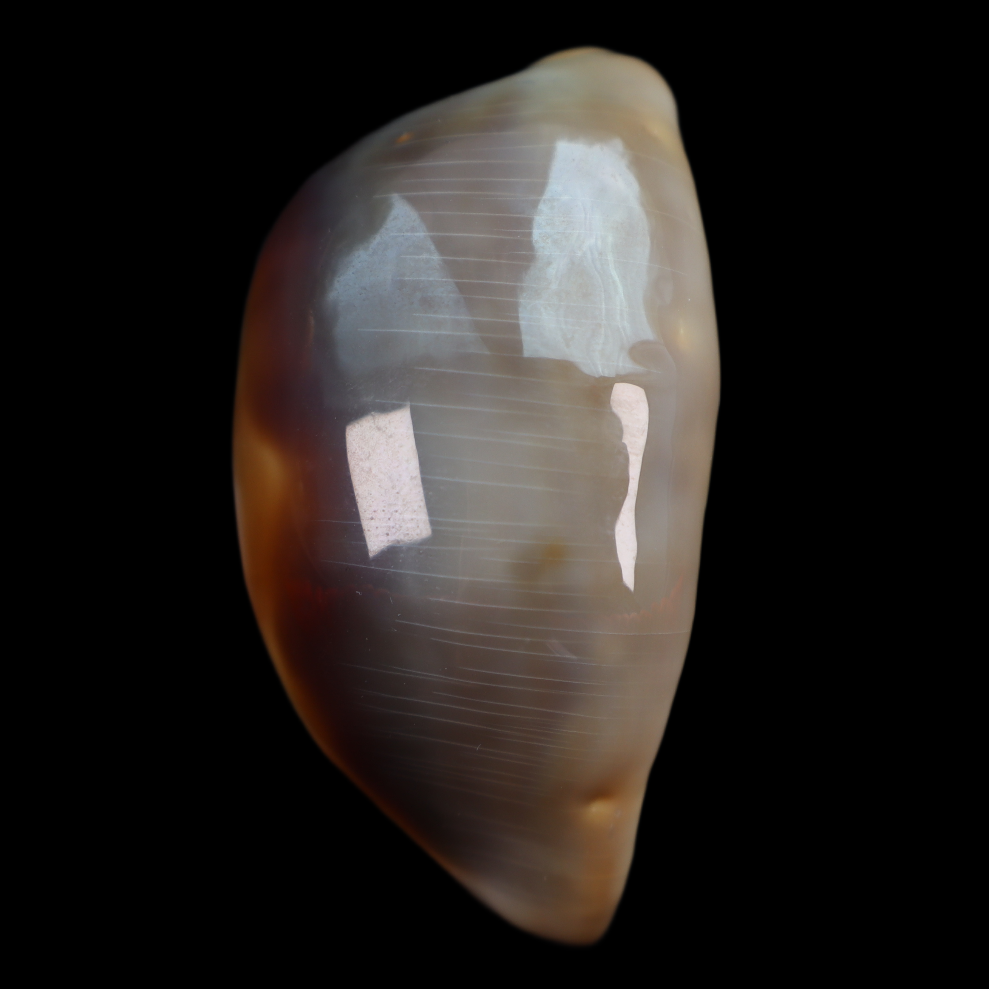 CY549 Lyncina ventriculus johnclarki