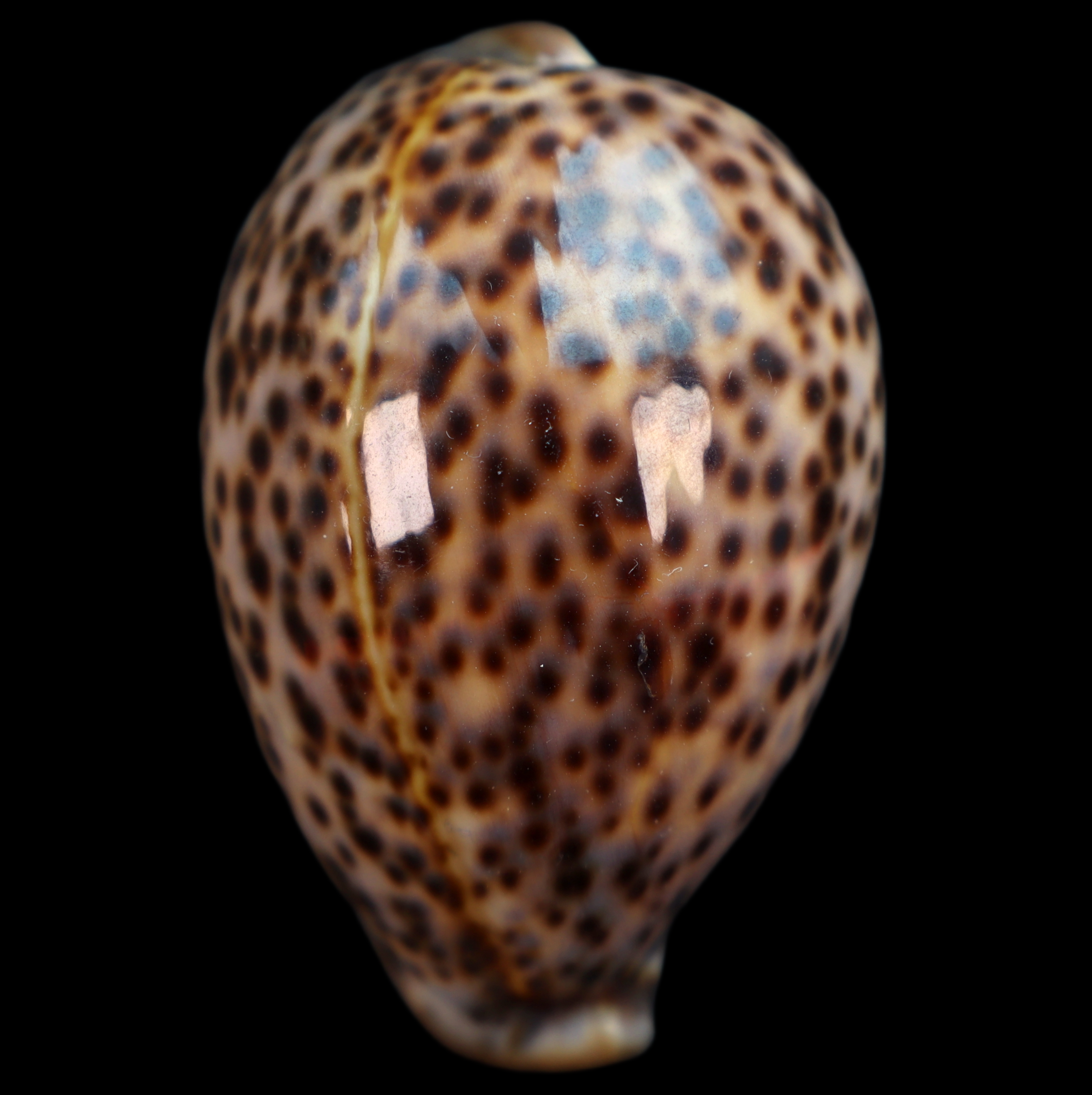 CY627 Cypraea pantherina