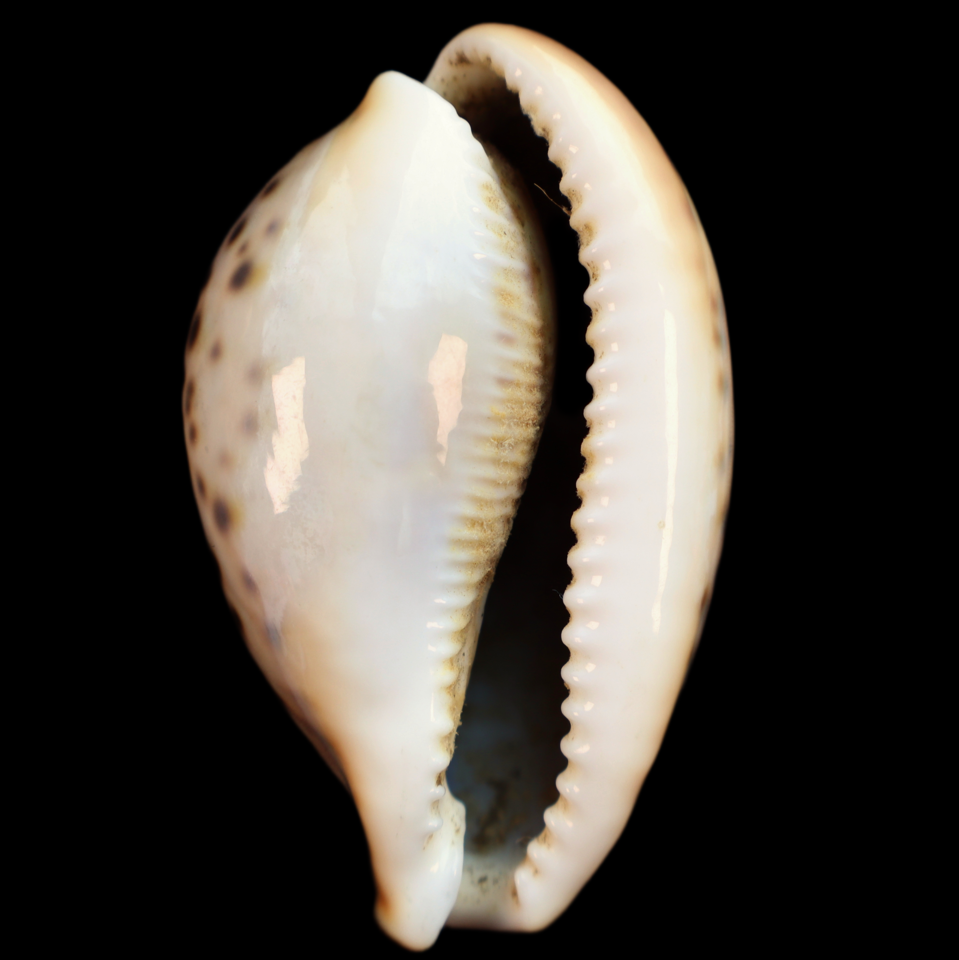 CY627 Cypraea pantherina