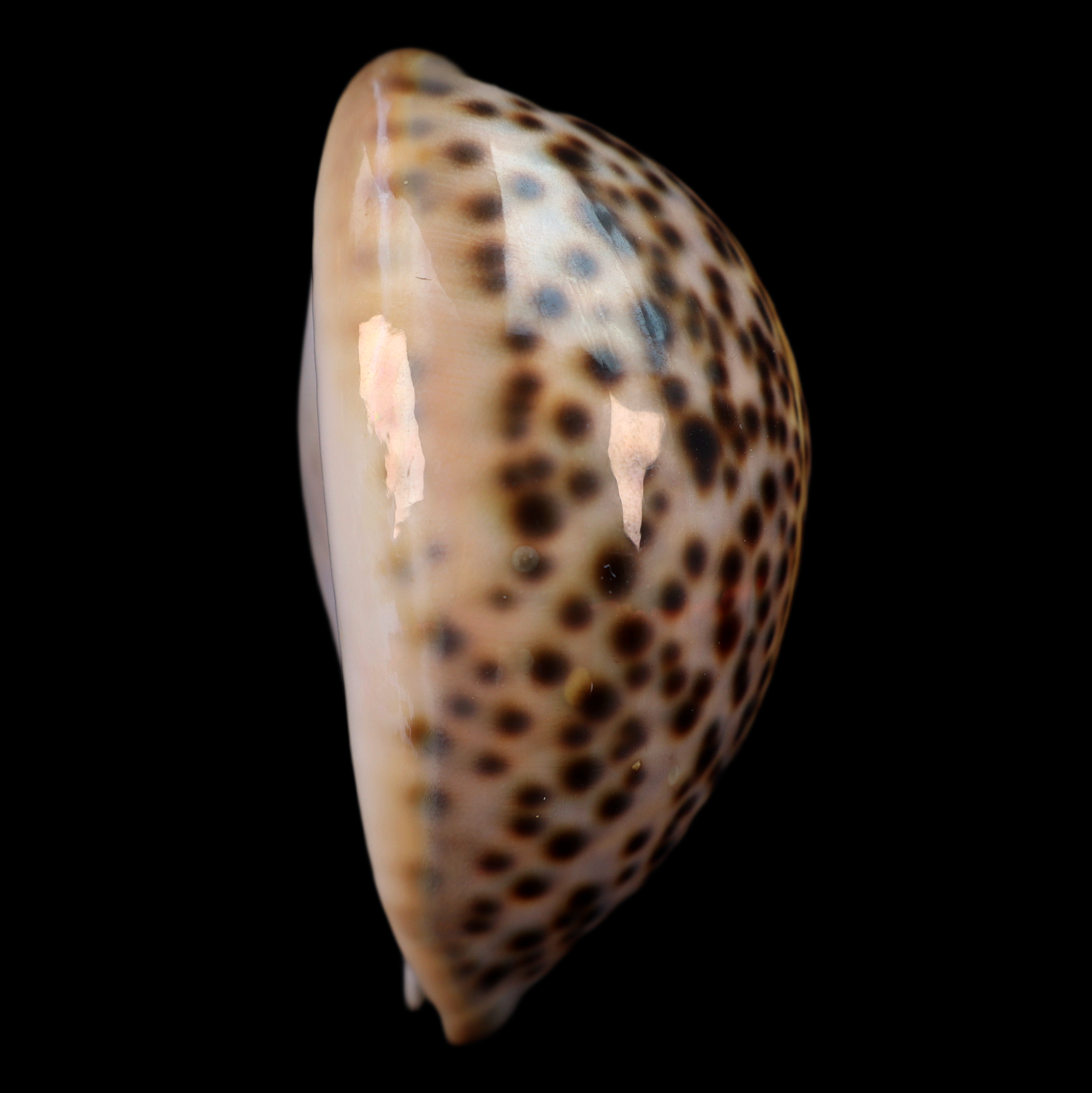 CY627 Cypraea pantherina
