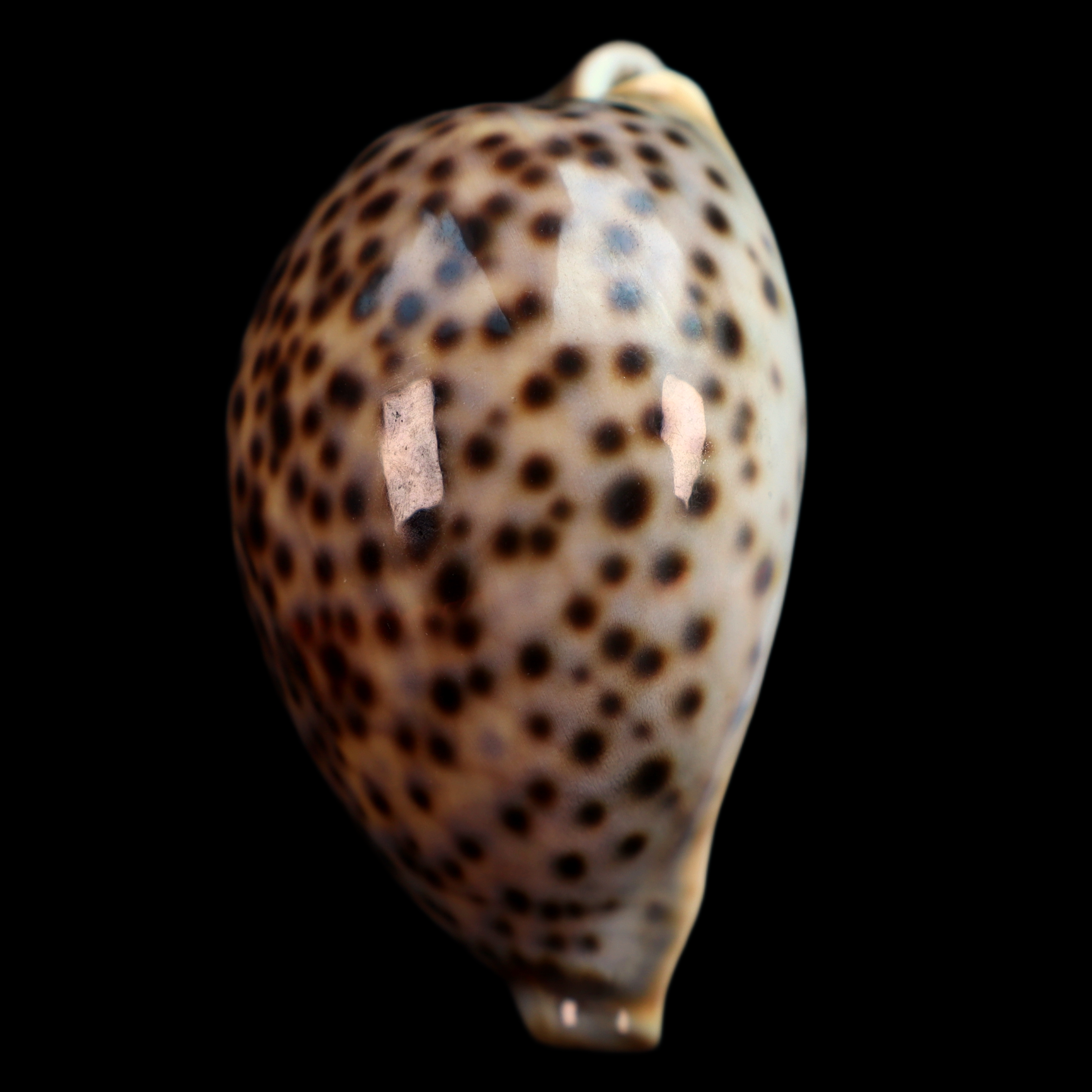 CY627 Cypraea pantherina