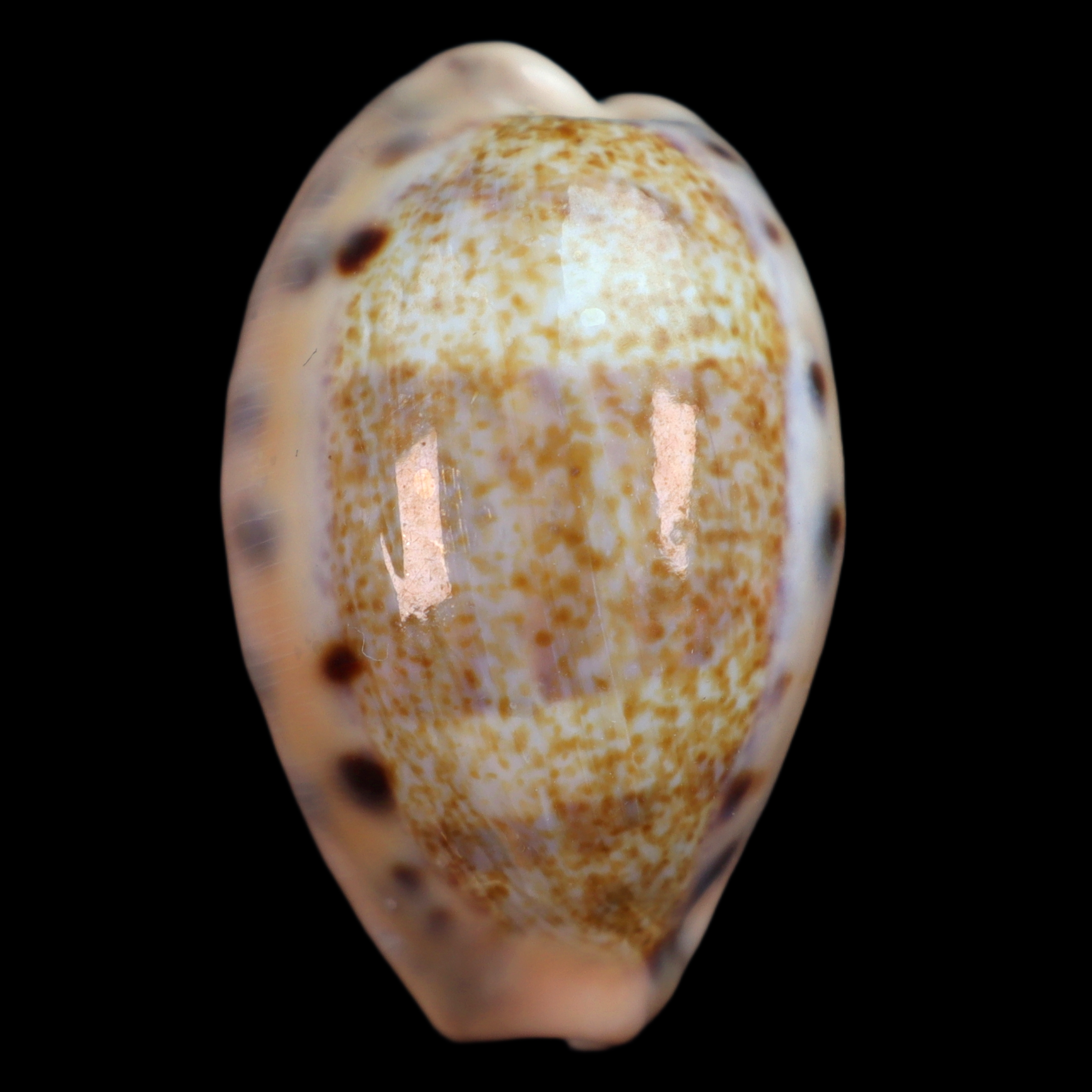CY425 Erronea caurica quinquefasciata