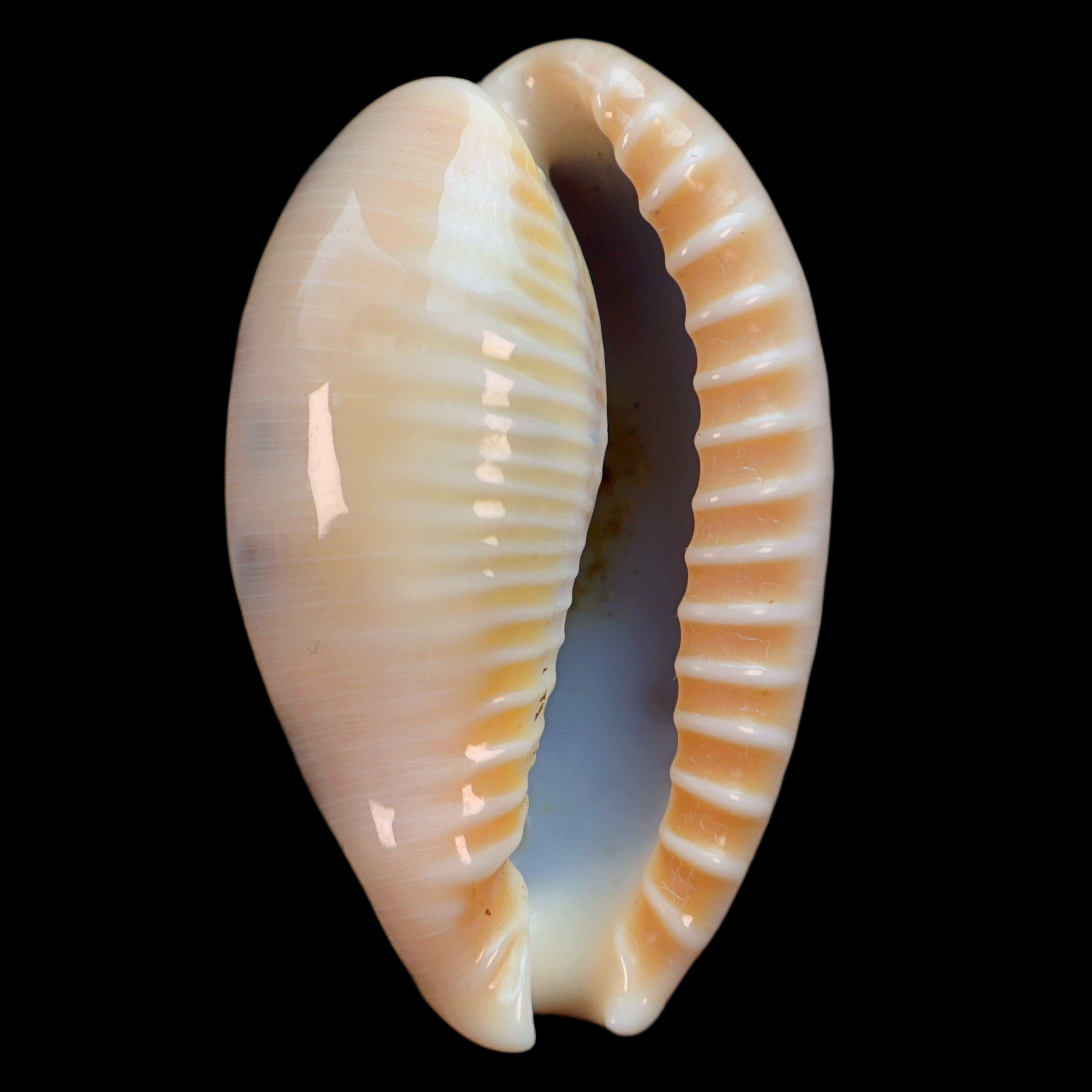 CY425 Erronea caurica quinquefasciata