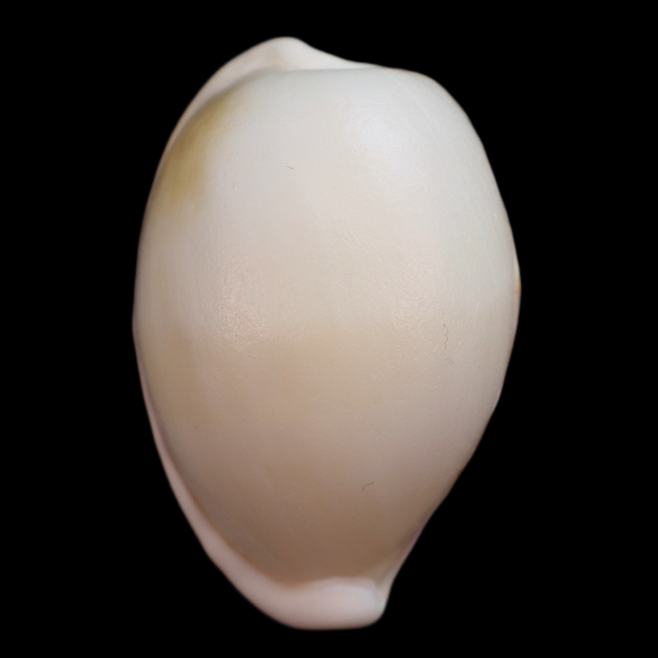 CY411 Cypraeovula castanea