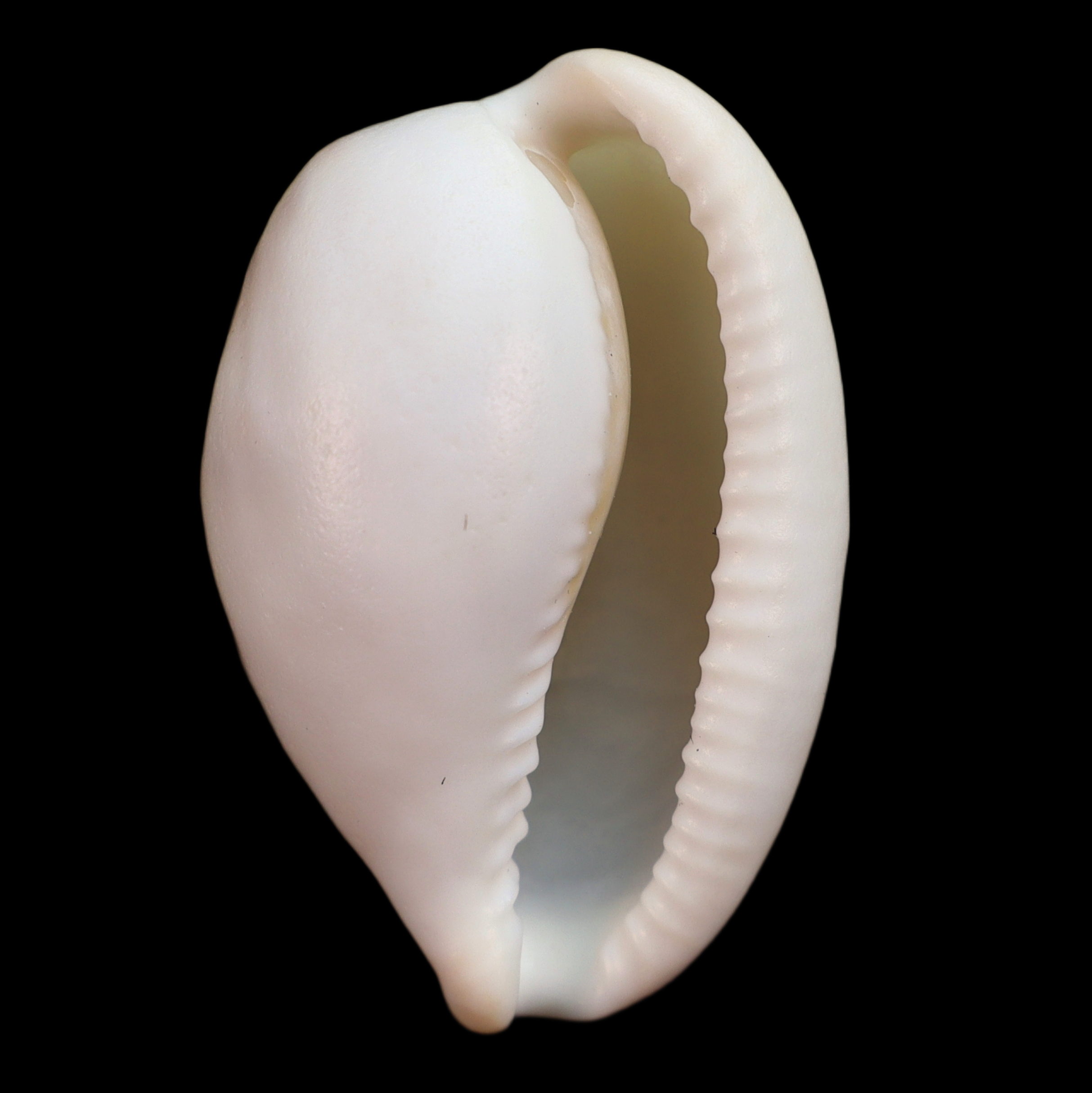 CY411 Cypraeovula castanea