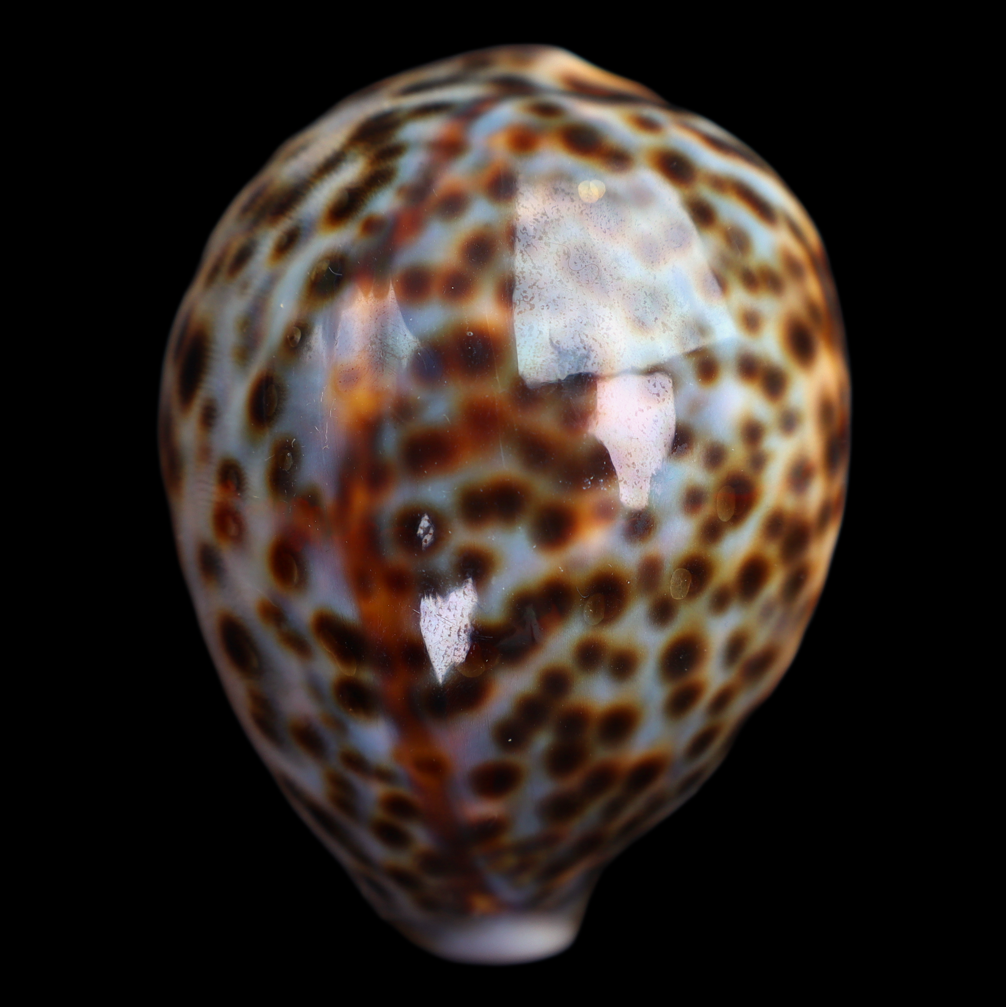 CY649 Cypraea tigris schilderiana