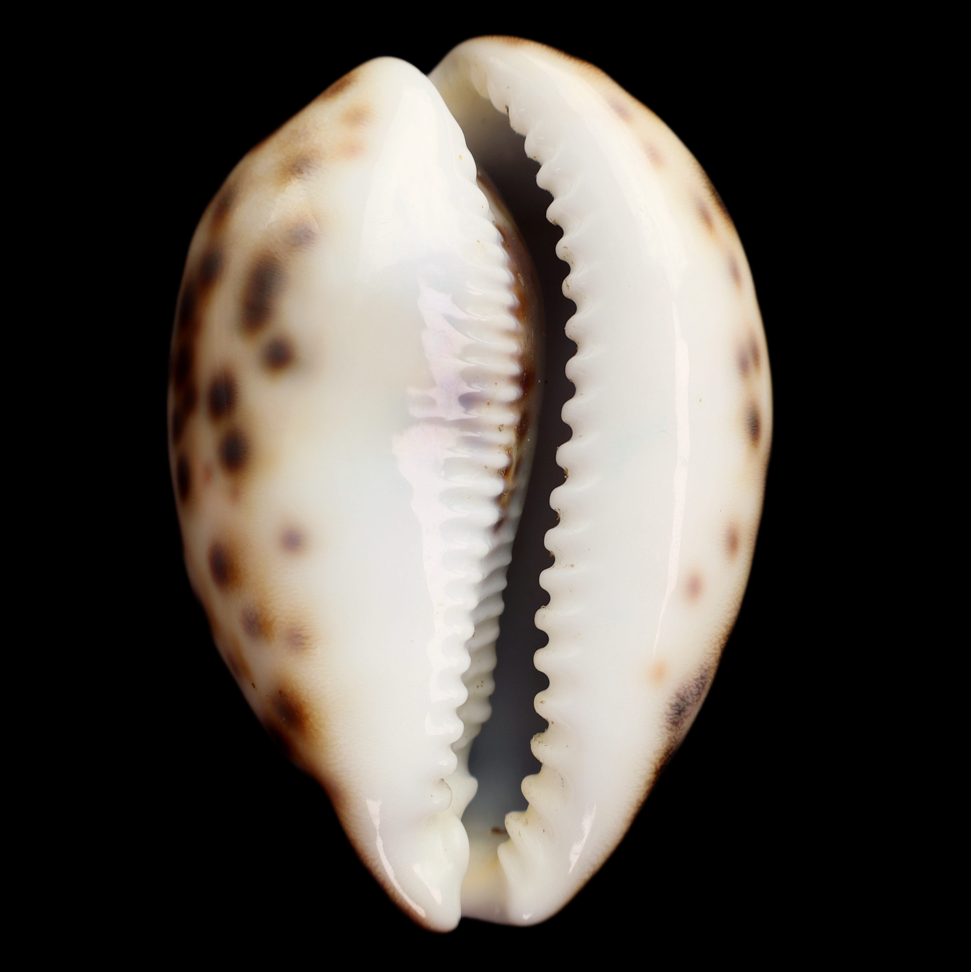 CY649 Cypraea tigris schilderiana