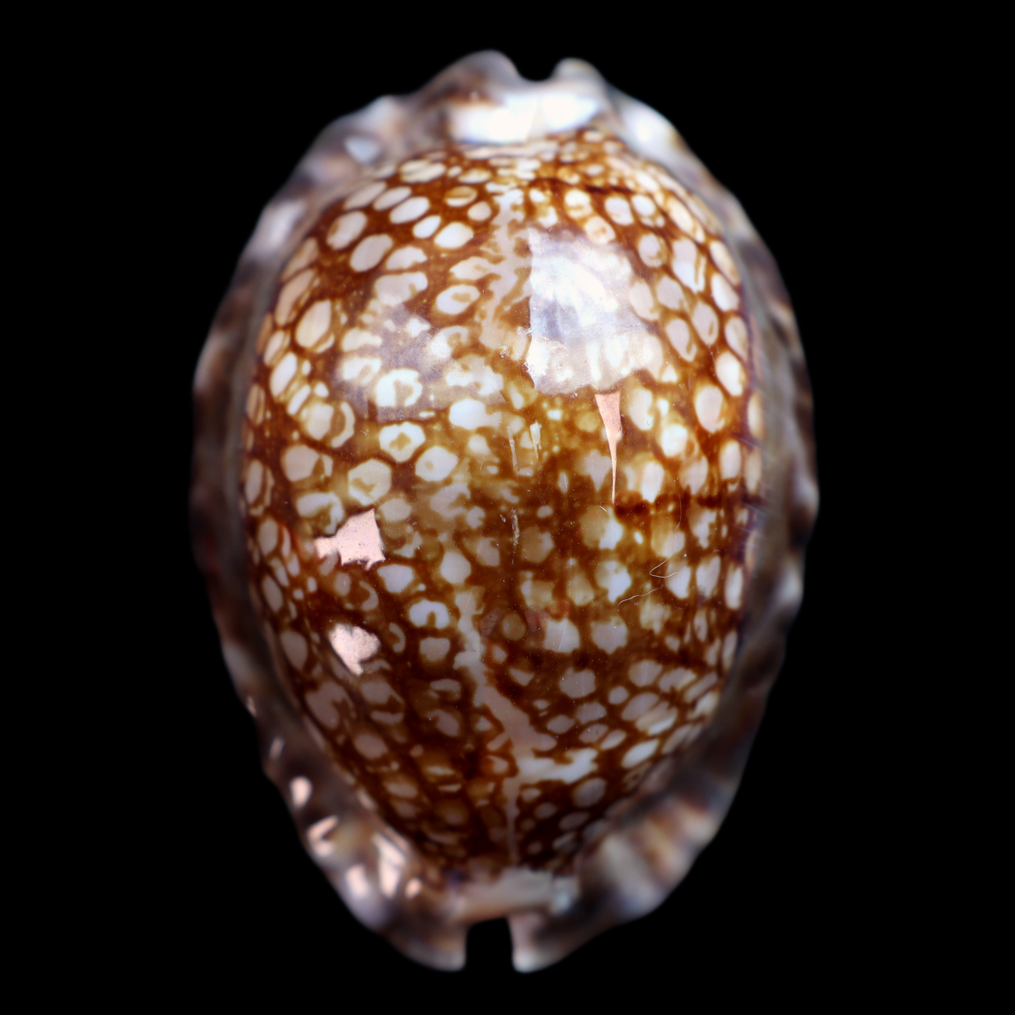 CY653 Mauritia maculifera f. hawaiiensis