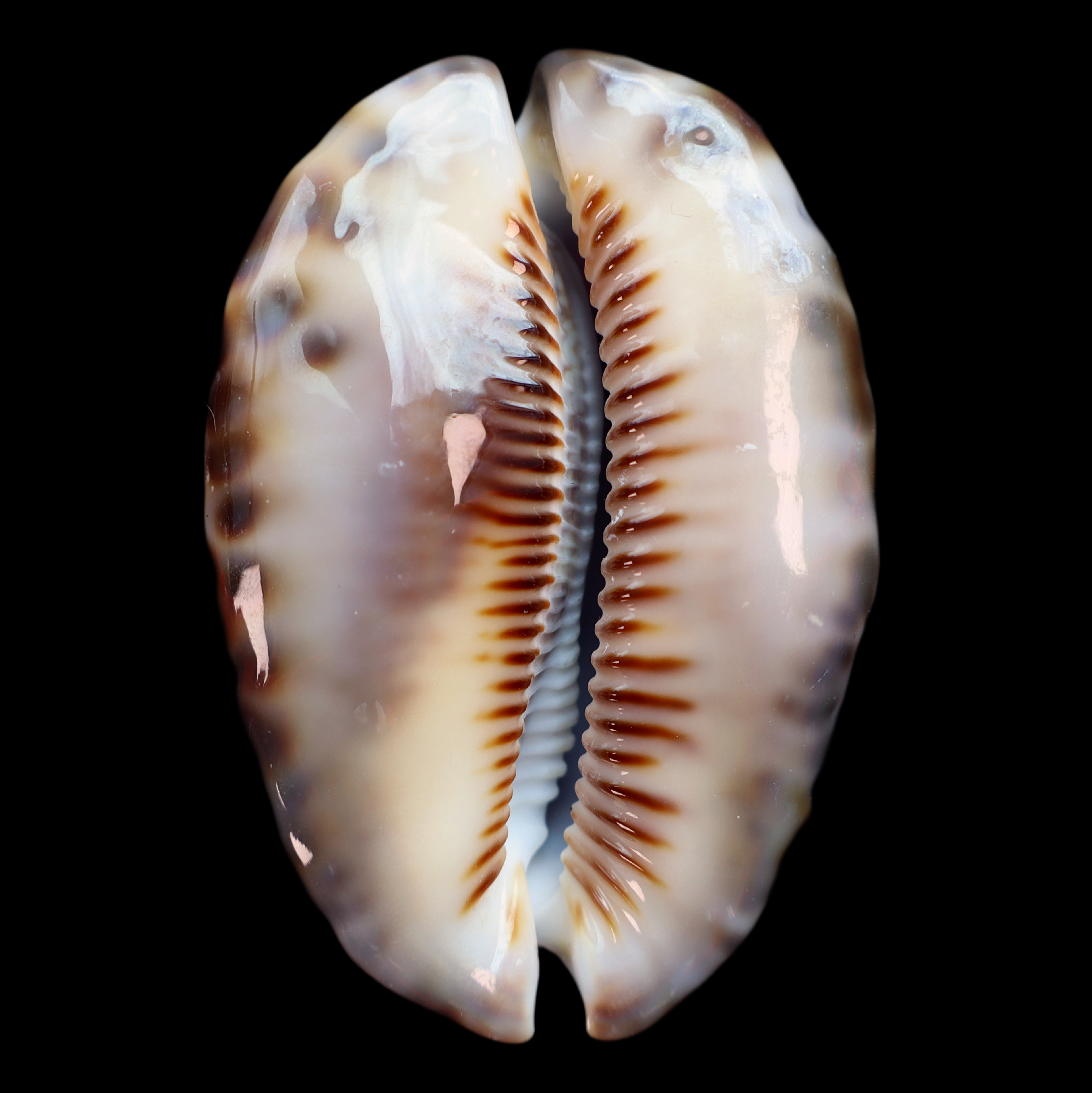 CY653 Mauritia maculifera f. hawaiiensis
