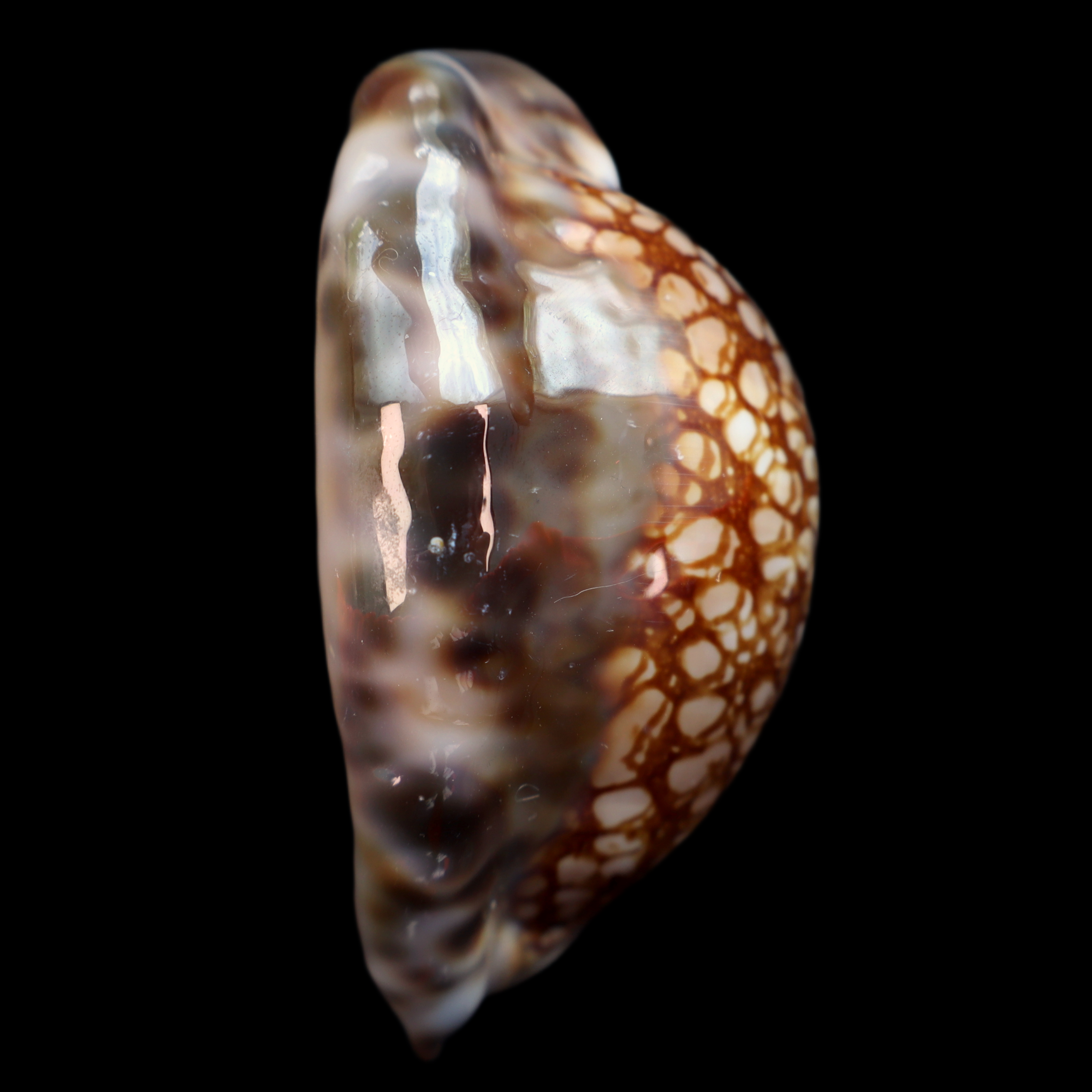 CY653 Mauritia maculifera f. hawaiiensis