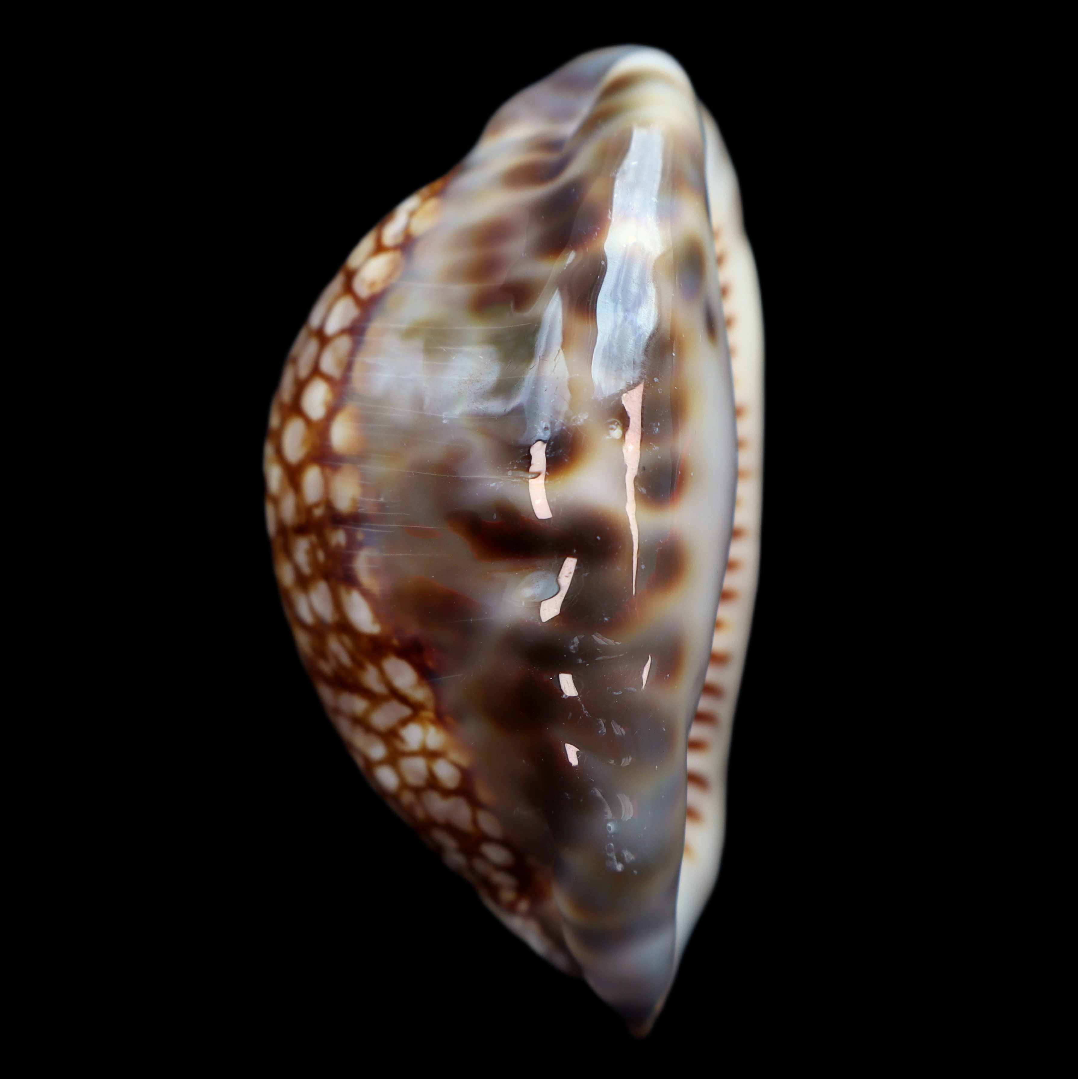 CY653 Mauritia maculifera f. hawaiiensis