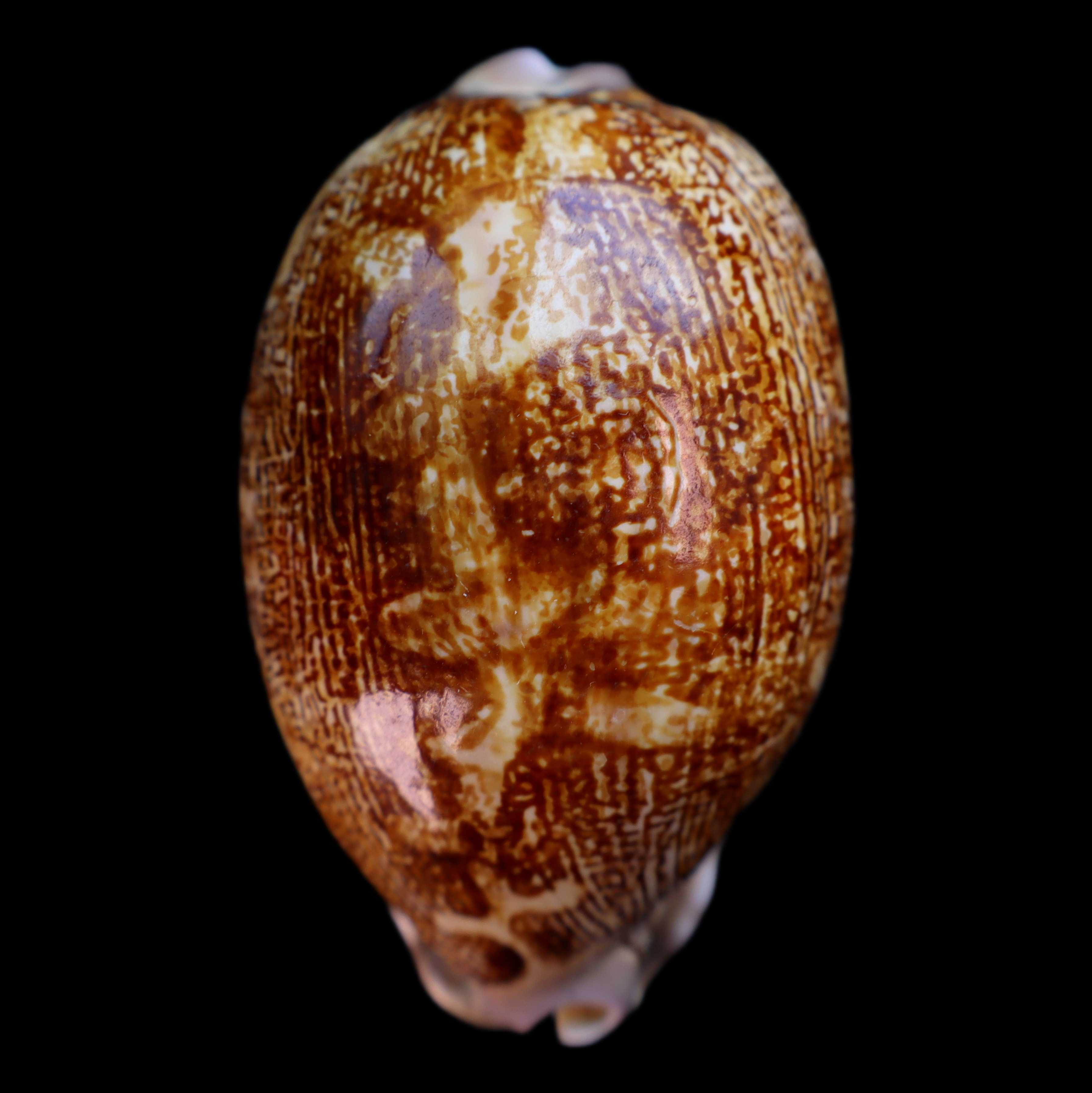 CY687 Leporicypraea mappa rosea singularis