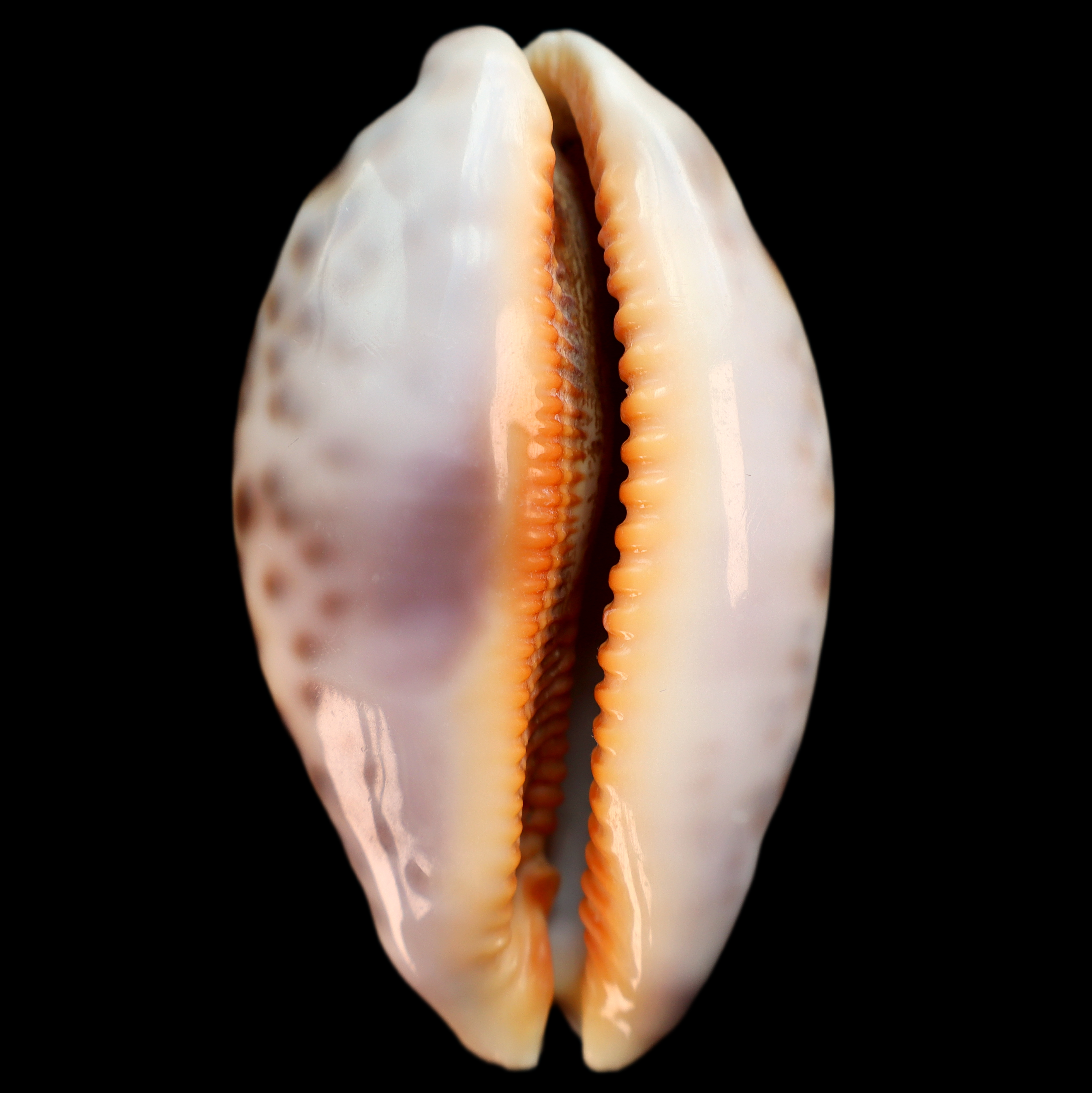 CY687 Leporicypraea mappa rosea singularis