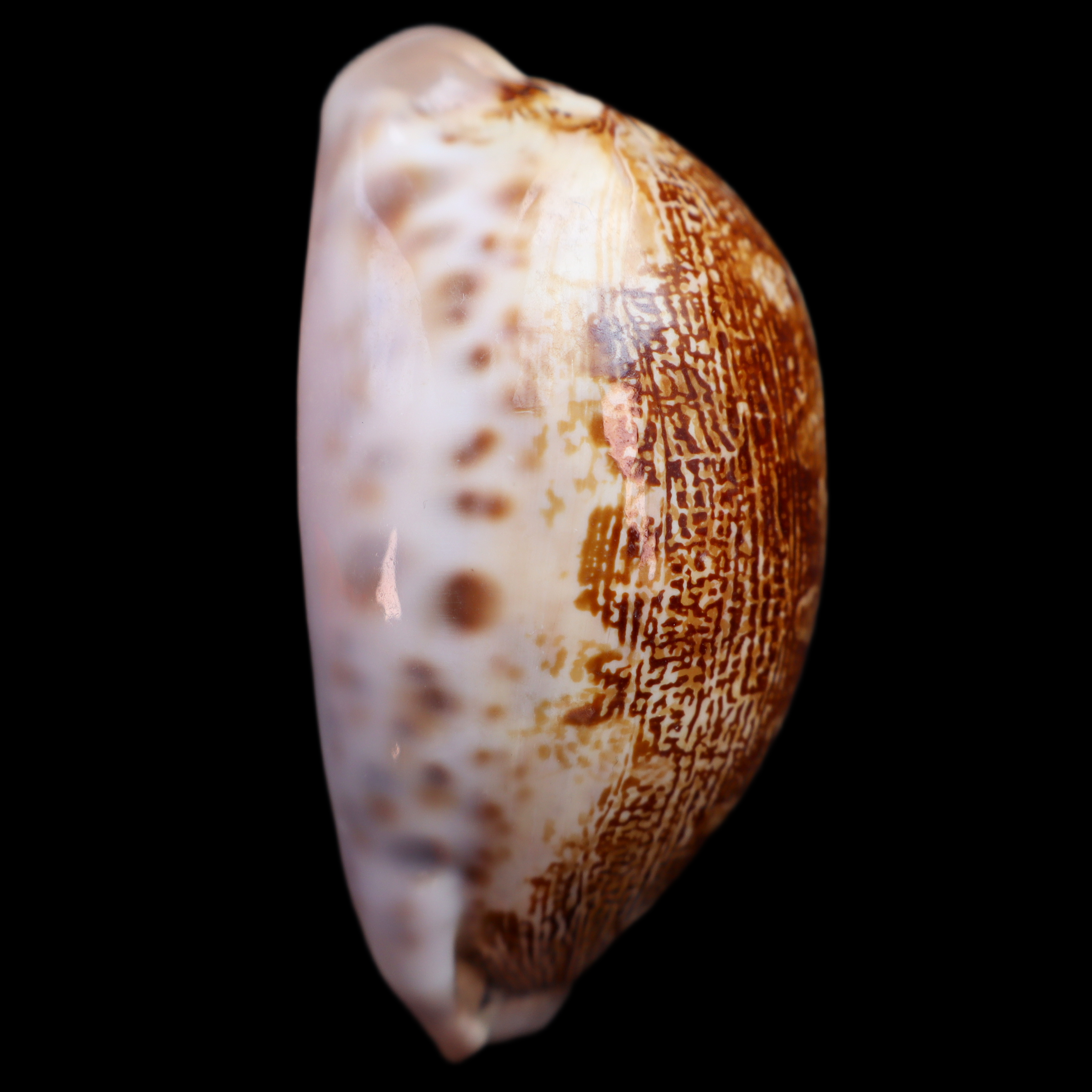 CY687 Leporicypraea mappa rosea singularis