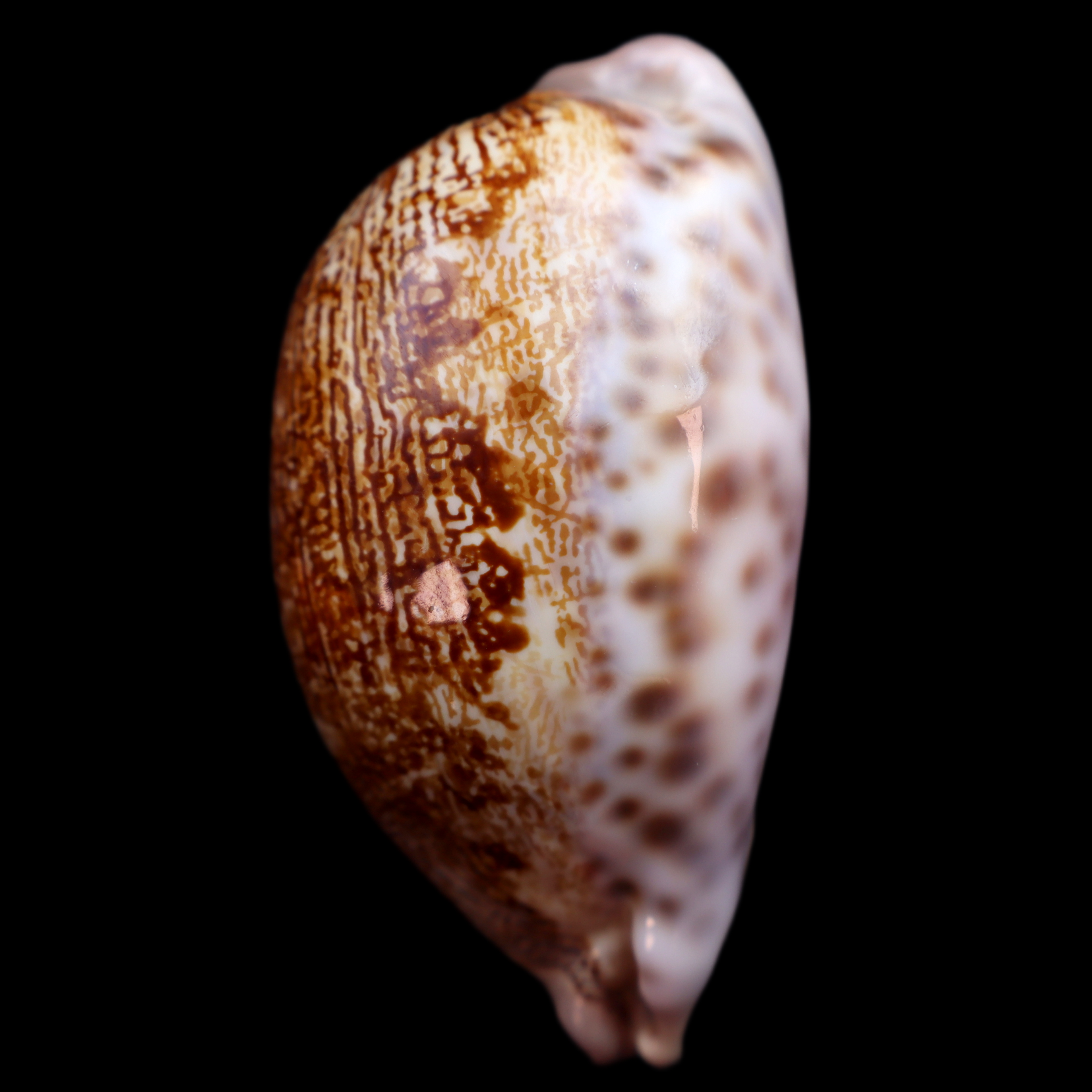 CY687 Leporicypraea mappa rosea singularis