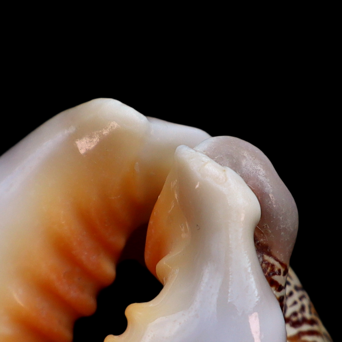 CY687 Leporicypraea mappa rosea singularis
