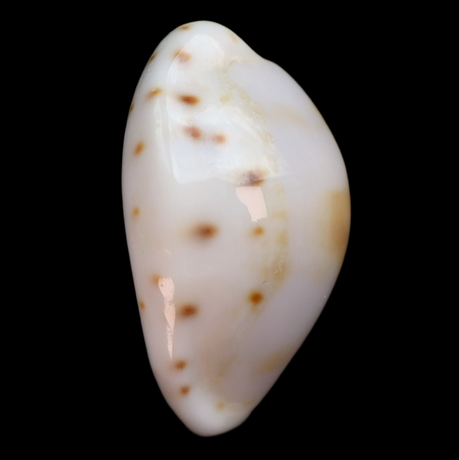 CY247 Talostolida latior