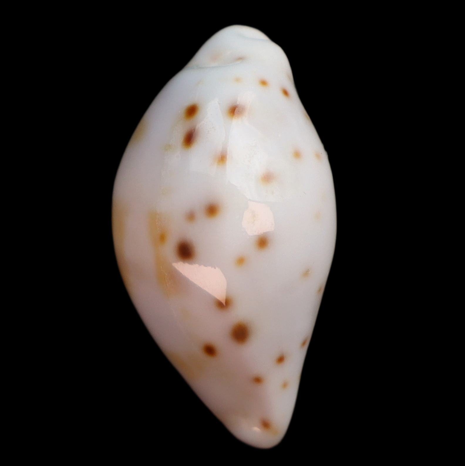 CY247 Talostolida latior