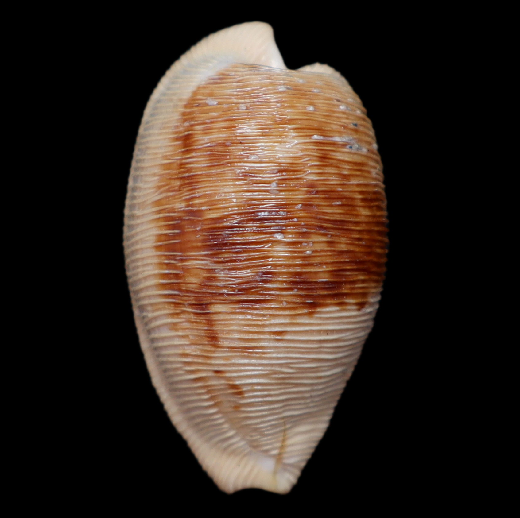 CY300 Cypraeovula capensis elizabethensis
