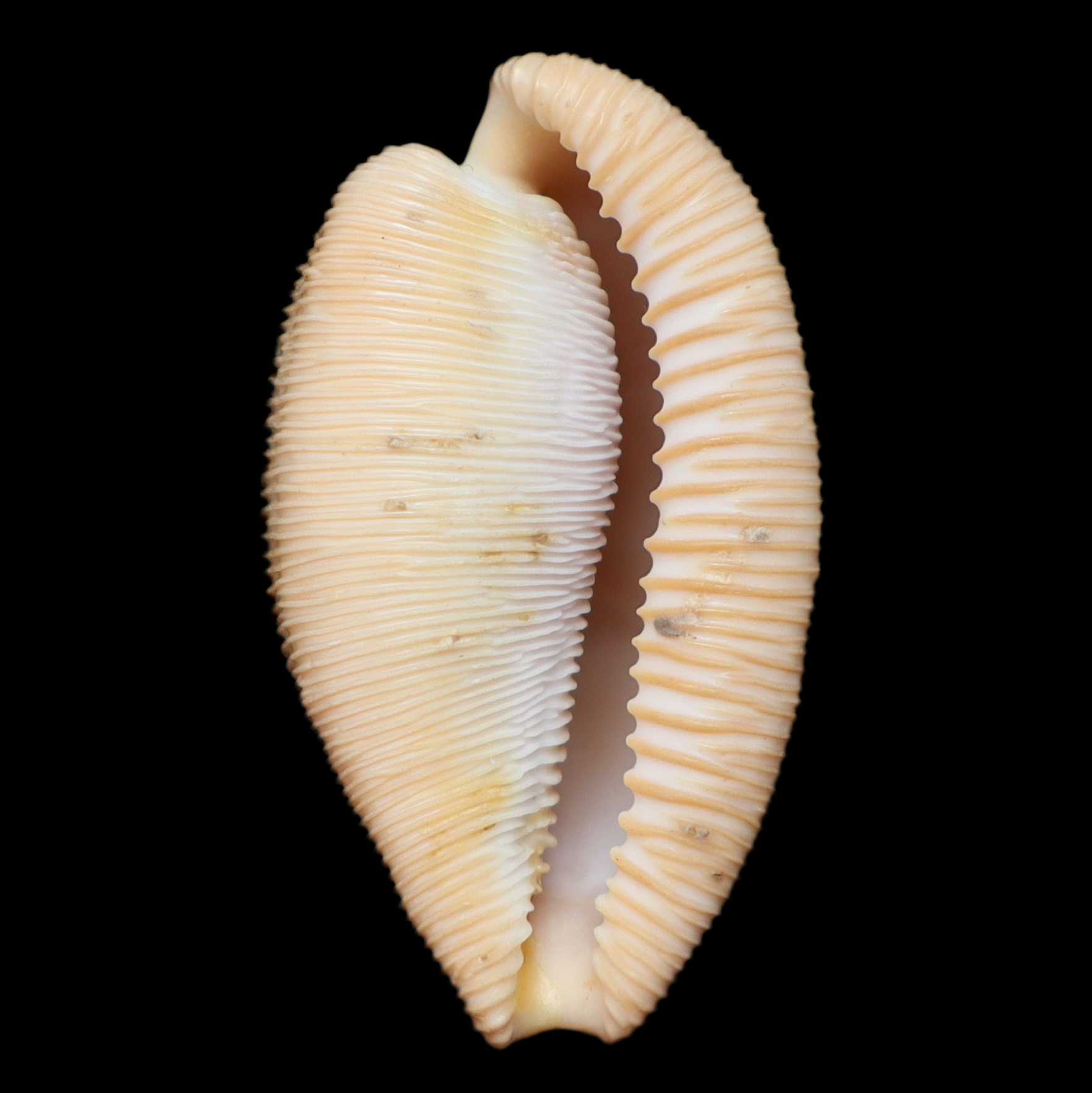 CY300 Cypraeovula capensis elizabethensis