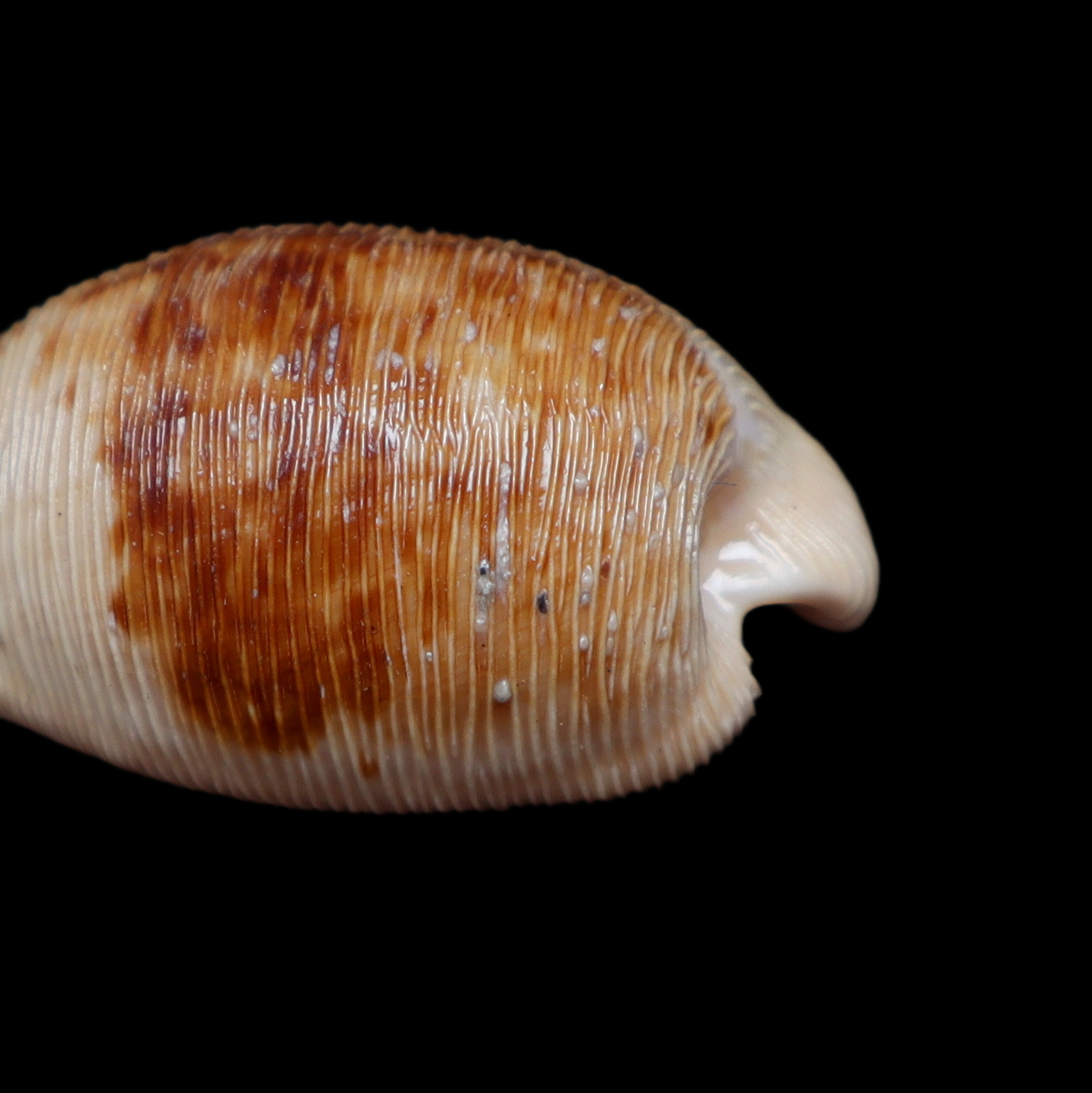 CY300 Cypraeovula capensis elizabethensis