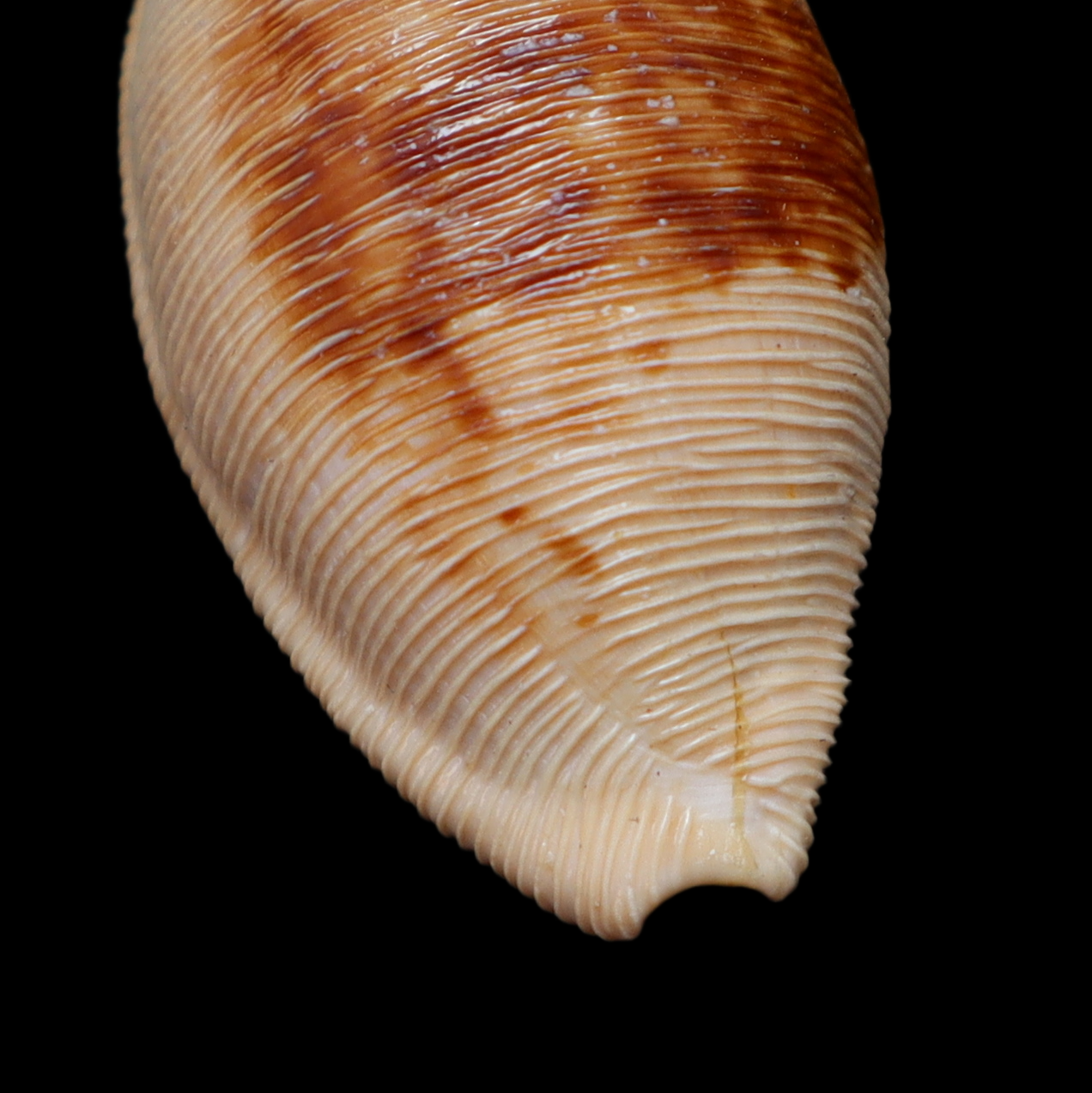CY300 Cypraeovula capensis elizabethensis