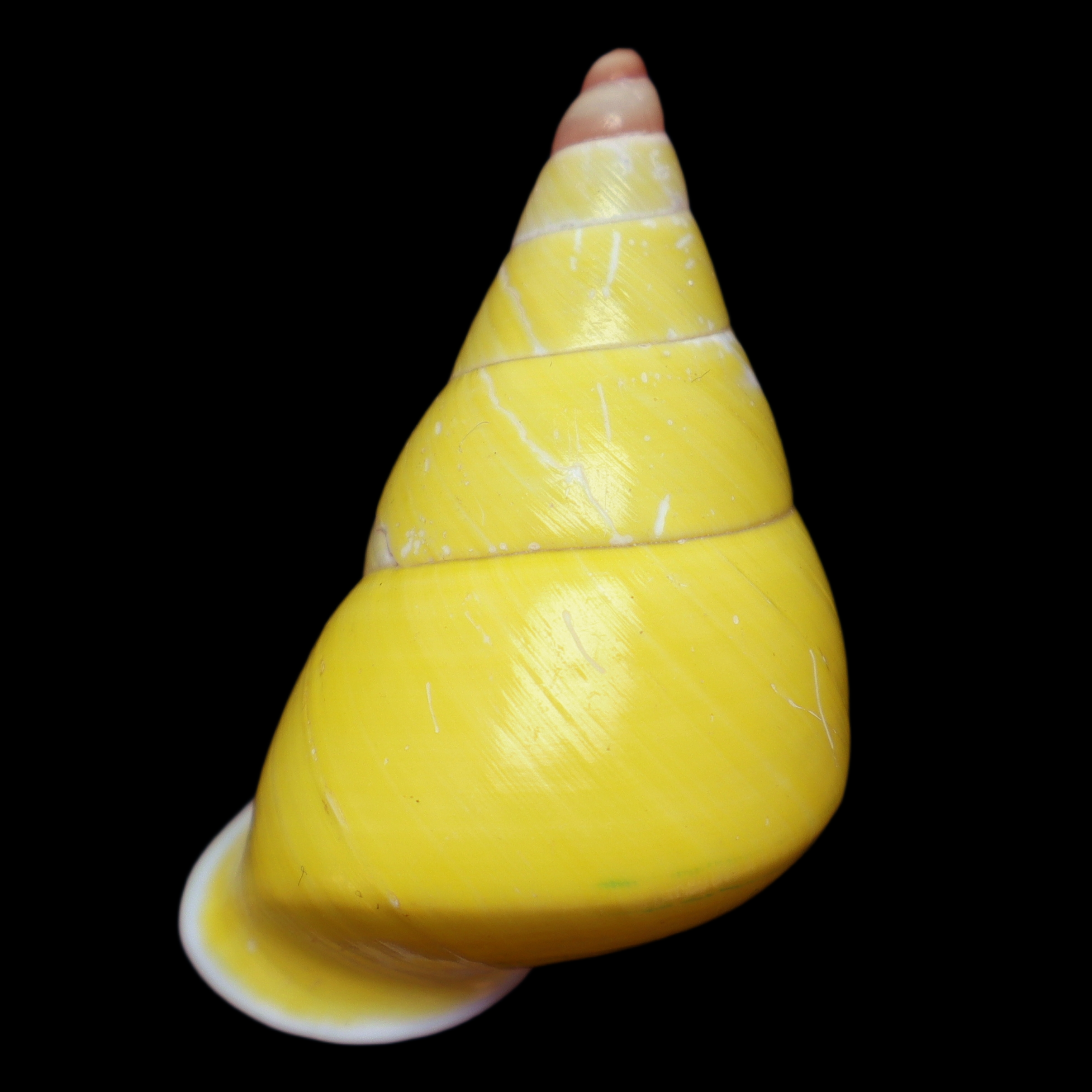 CA407 Papustyla pulcherrima