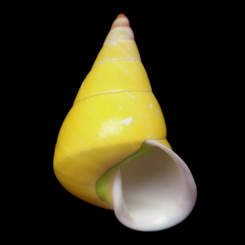 CA407 Papustyla pulcherrima