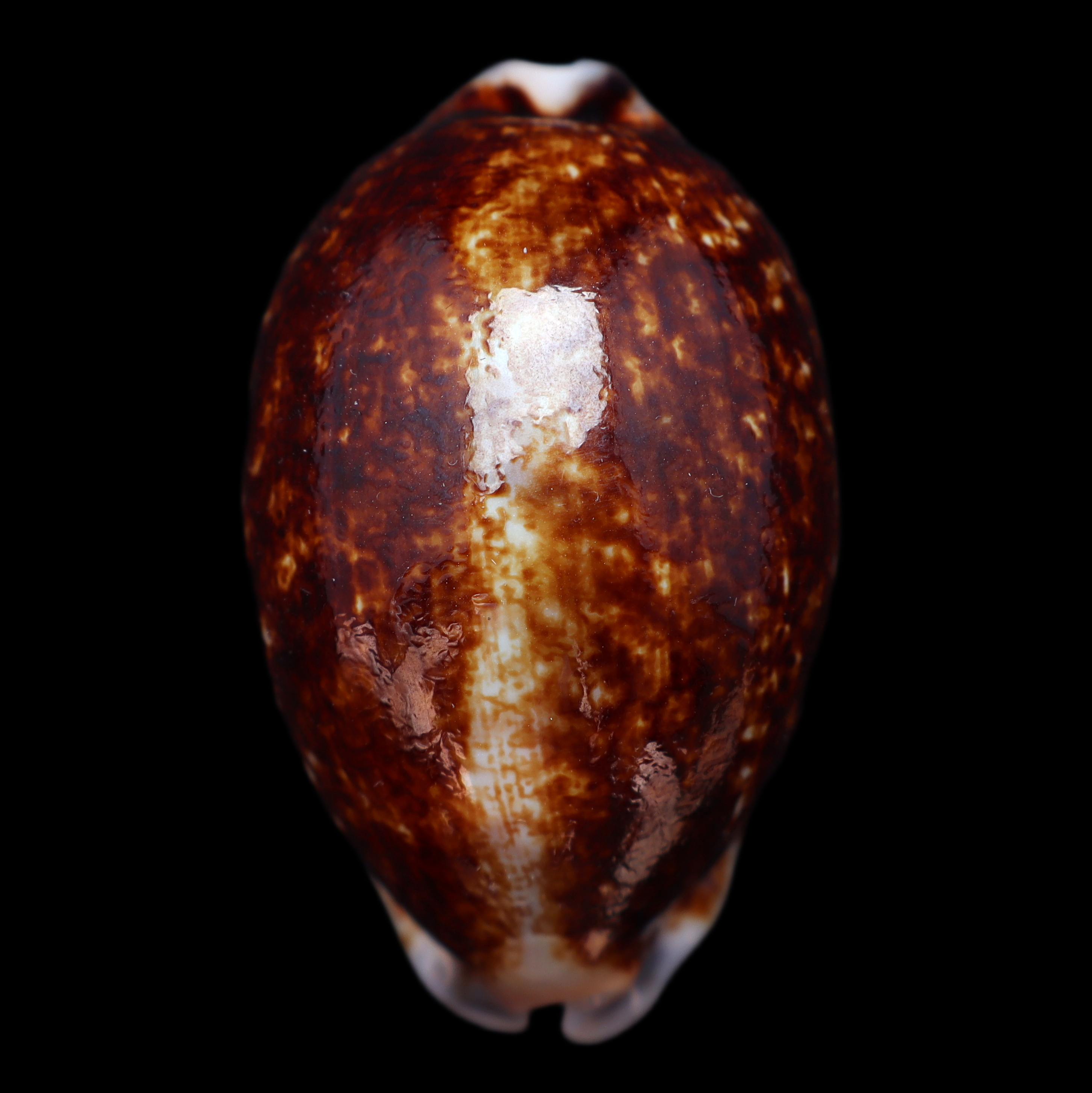 CY607 Mauritia eglantina