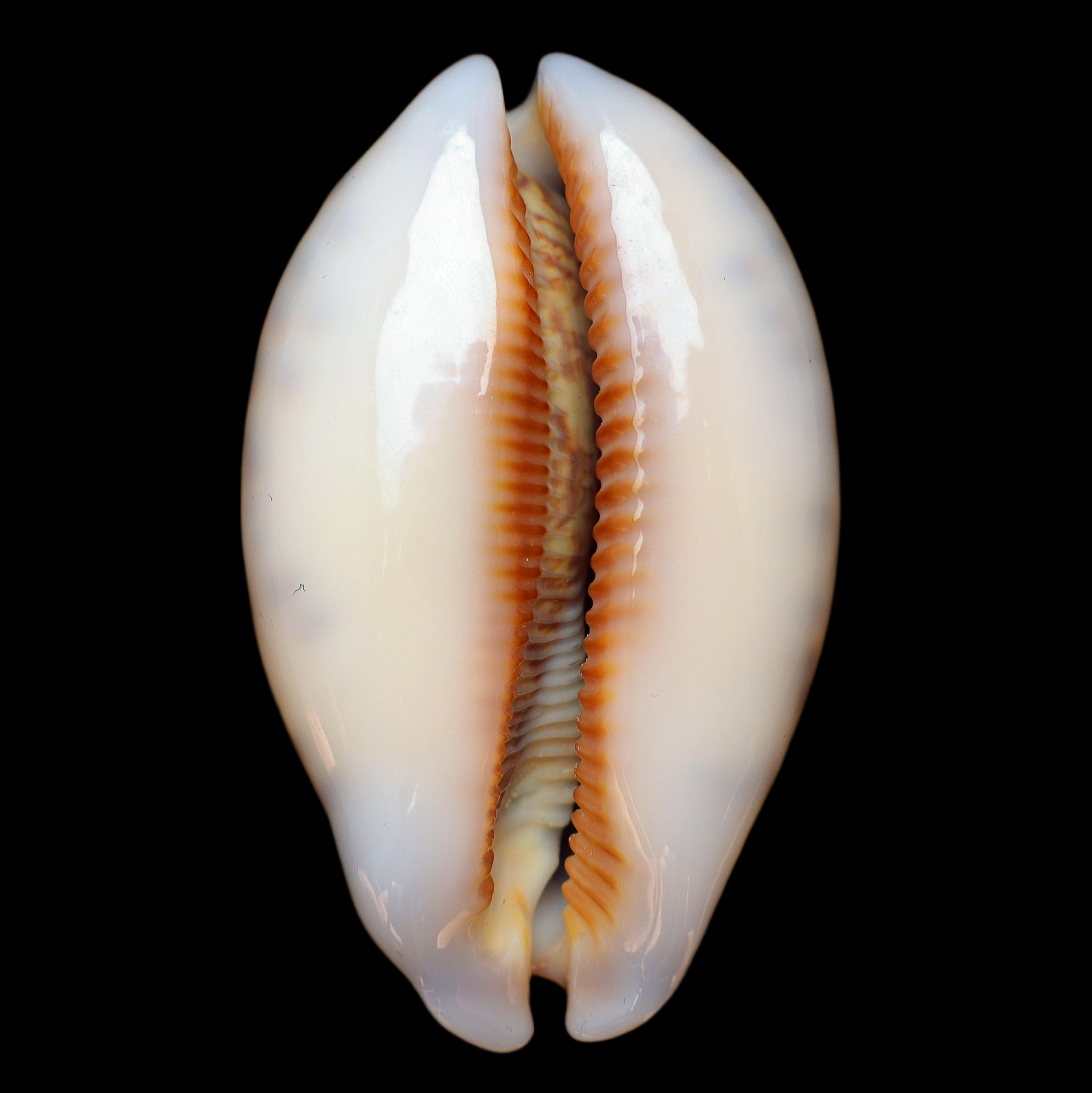 CY607 Mauritia eglantina