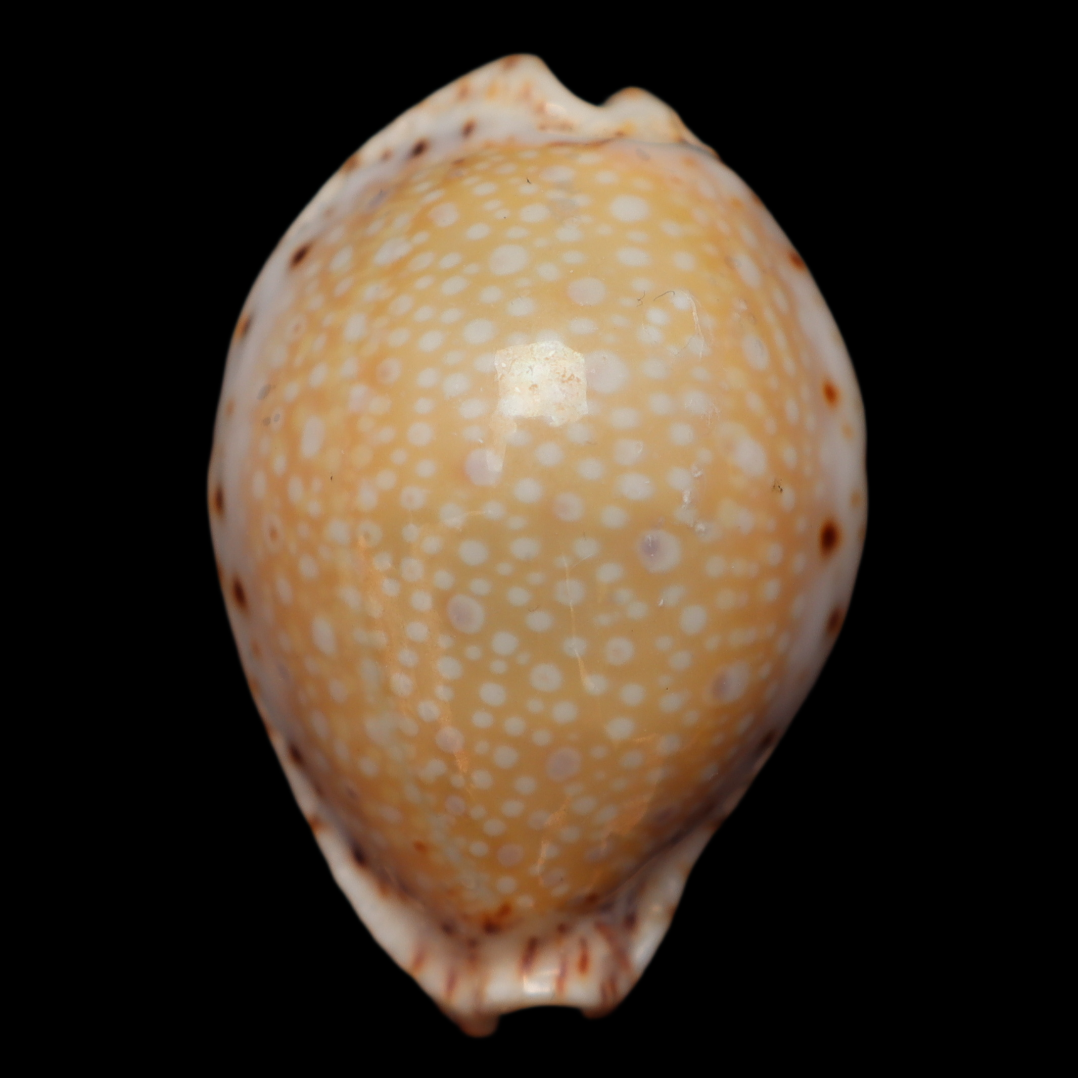CY385 Naria nganguyeni