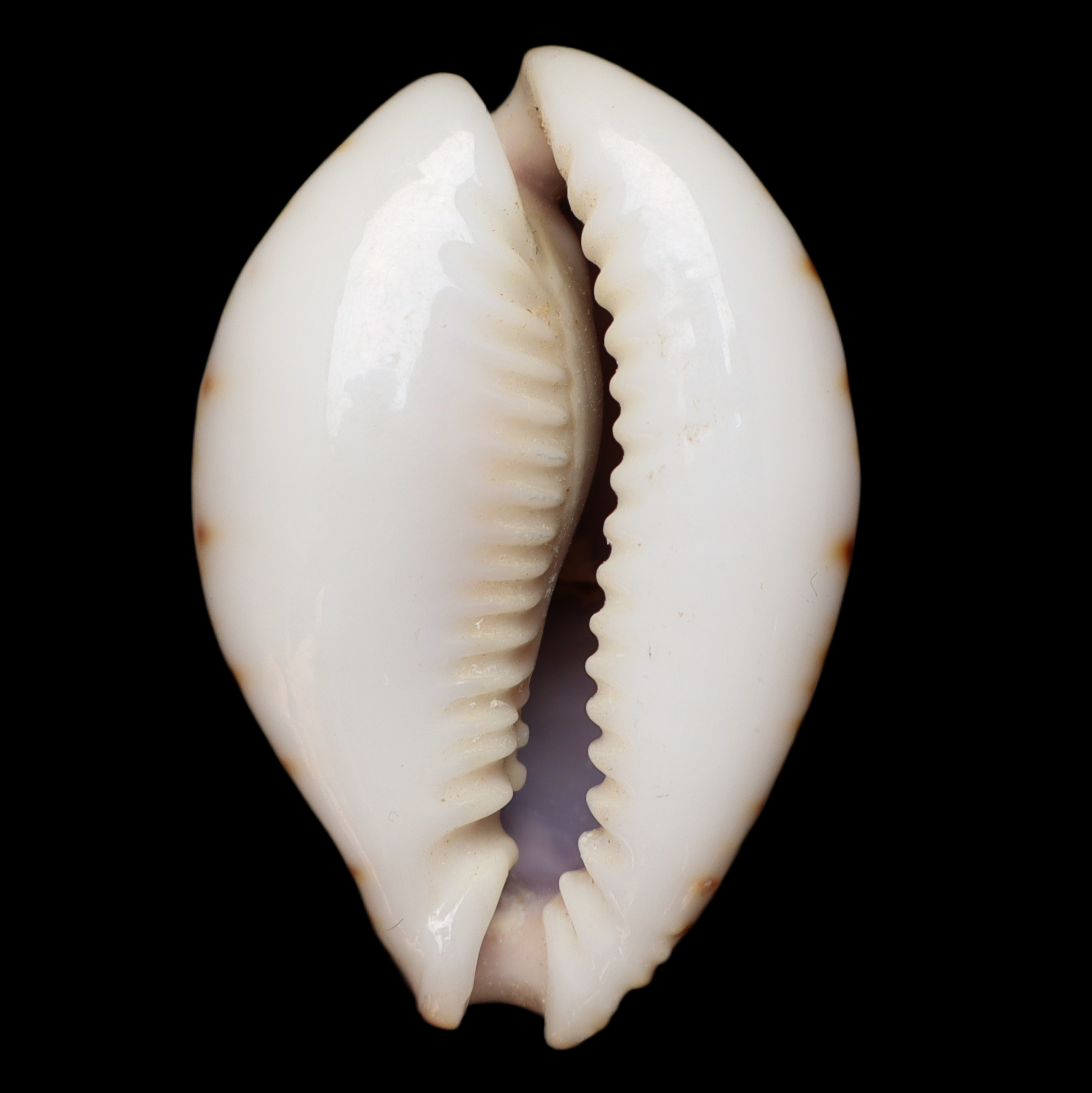 CY385 Naria nganguyeni