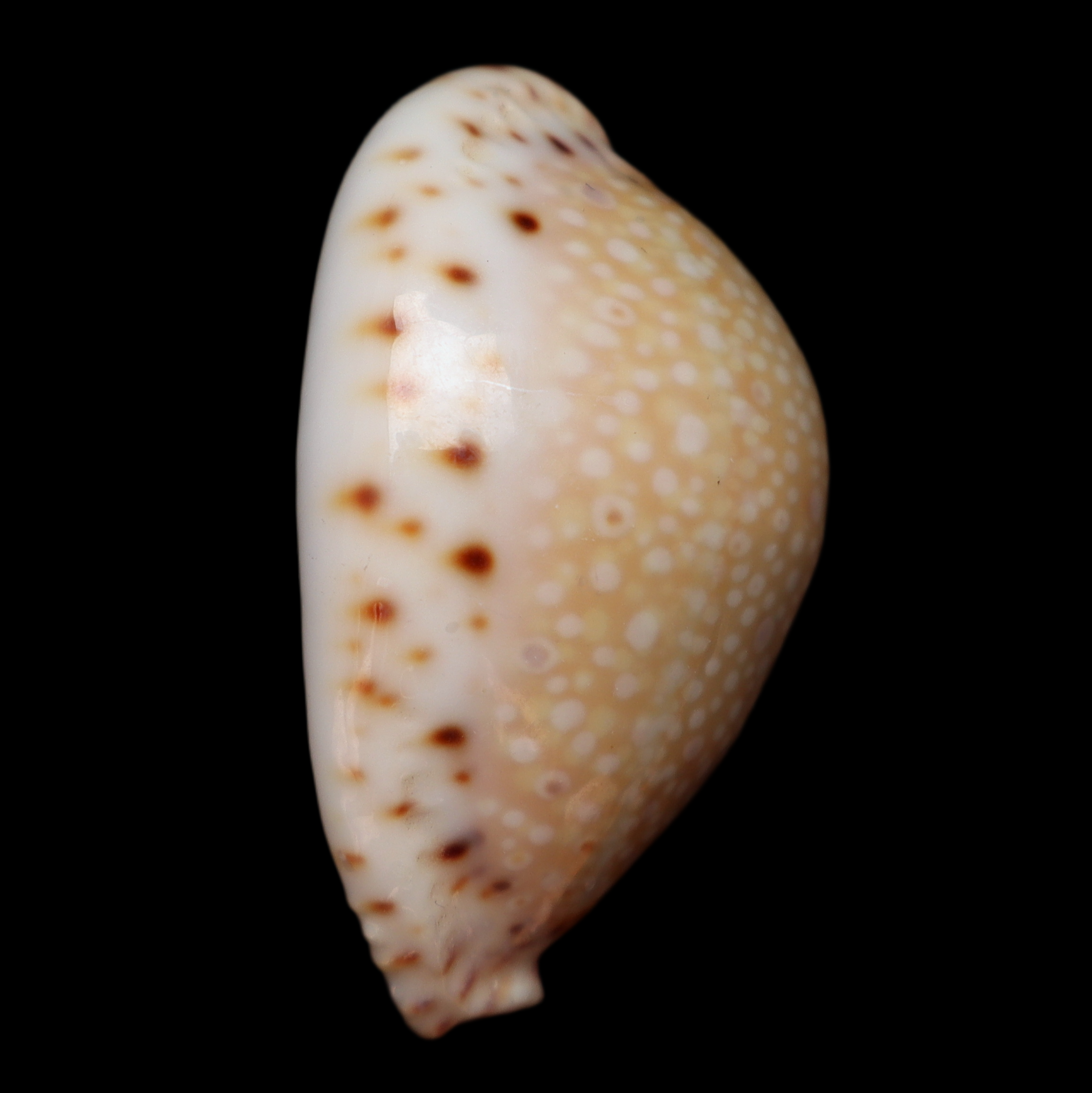 CY385 Naria nganguyeni