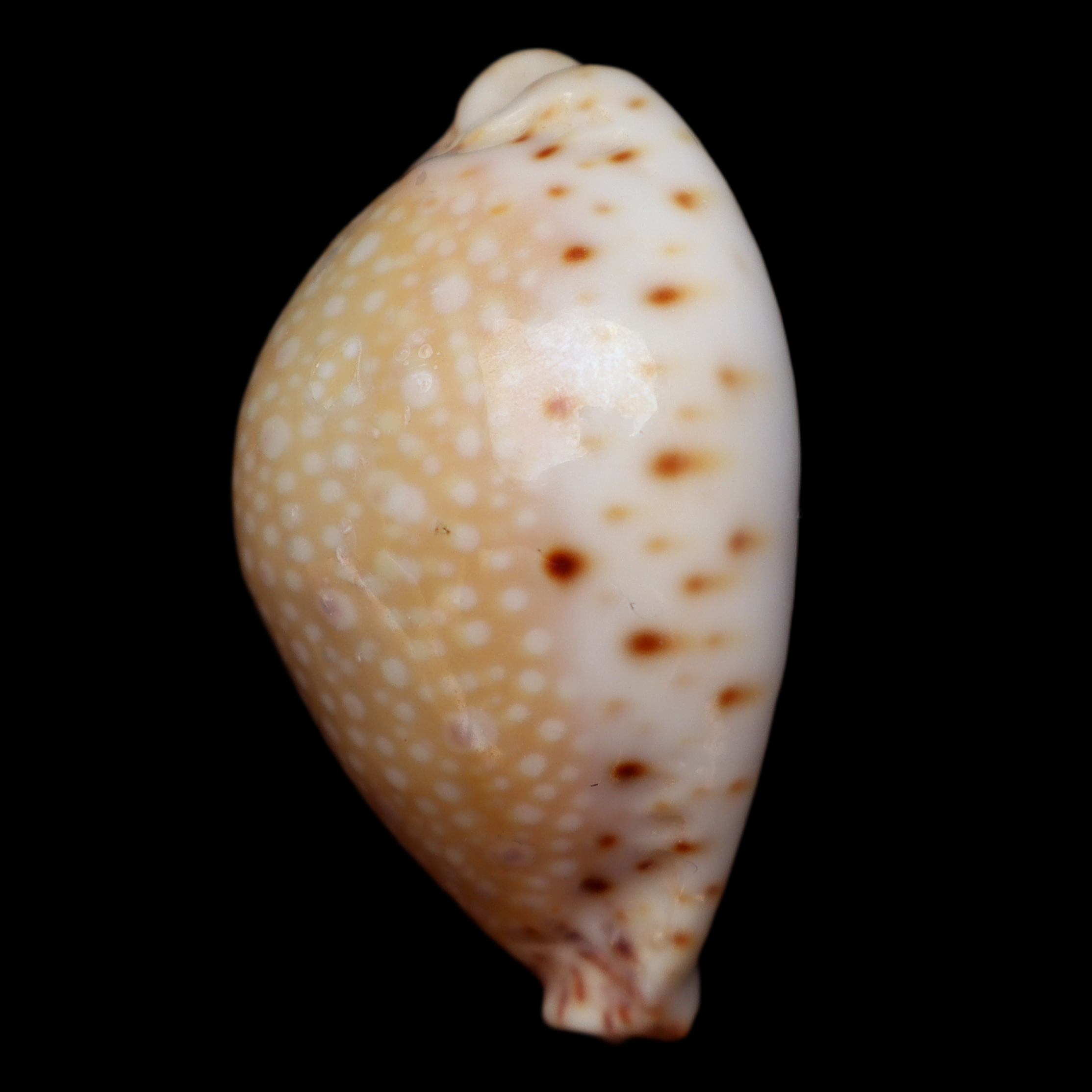 CY385 Naria nganguyeni