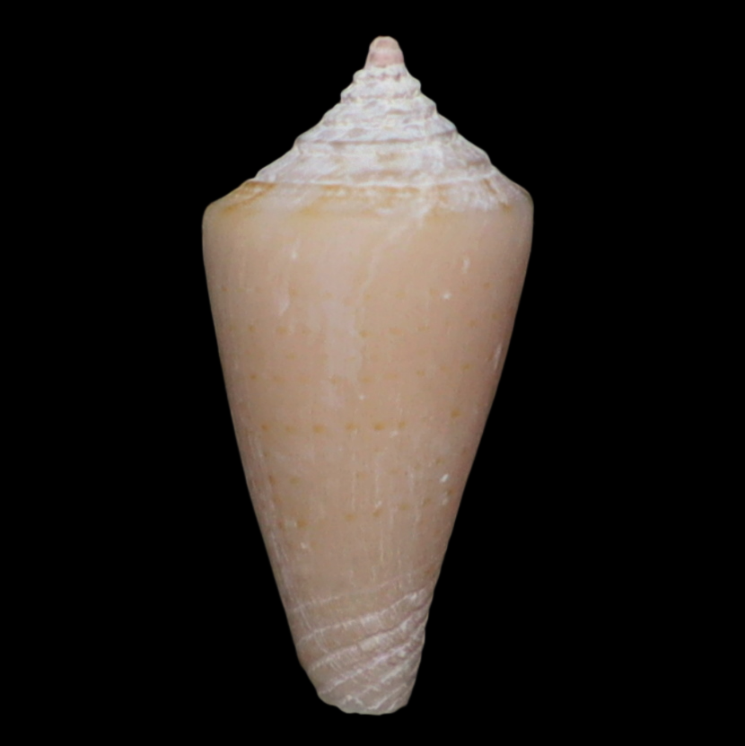 CO120 Conasprella tirardi
