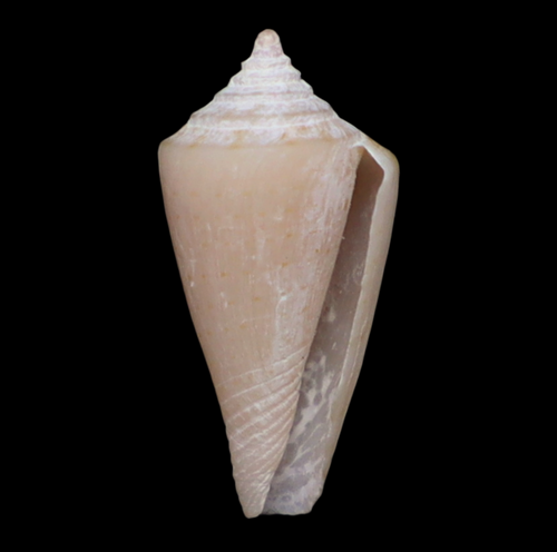 CO120 Conasprella tirardi