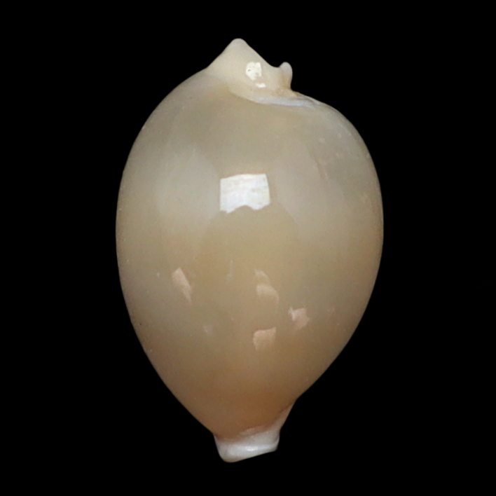 CY100 Nesiocypraea lisetae lisetae