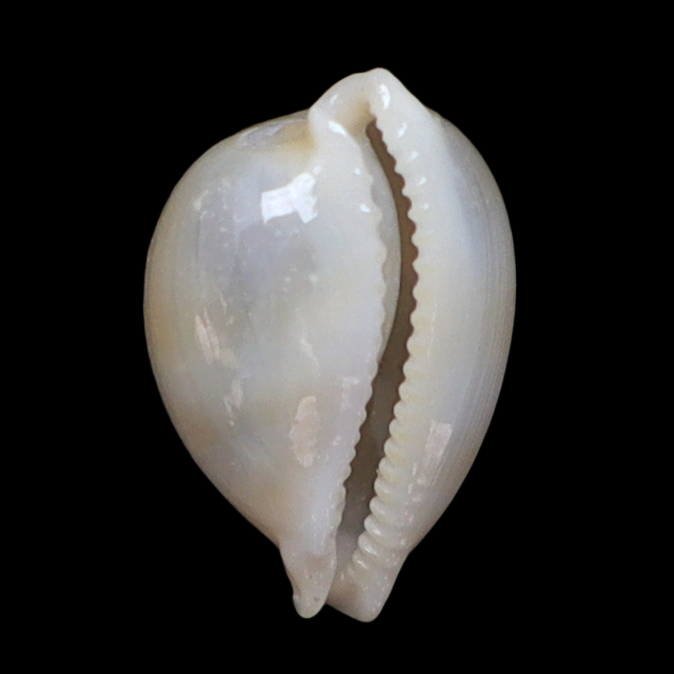 CY100 Nesiocypraea lisetae lisetae