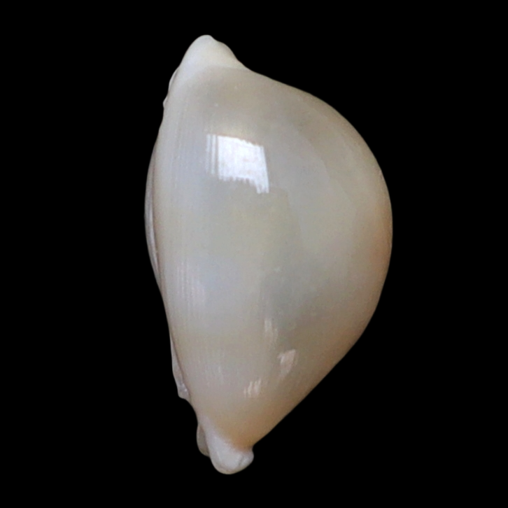 CY100 Nesiocypraea lisetae lisetae