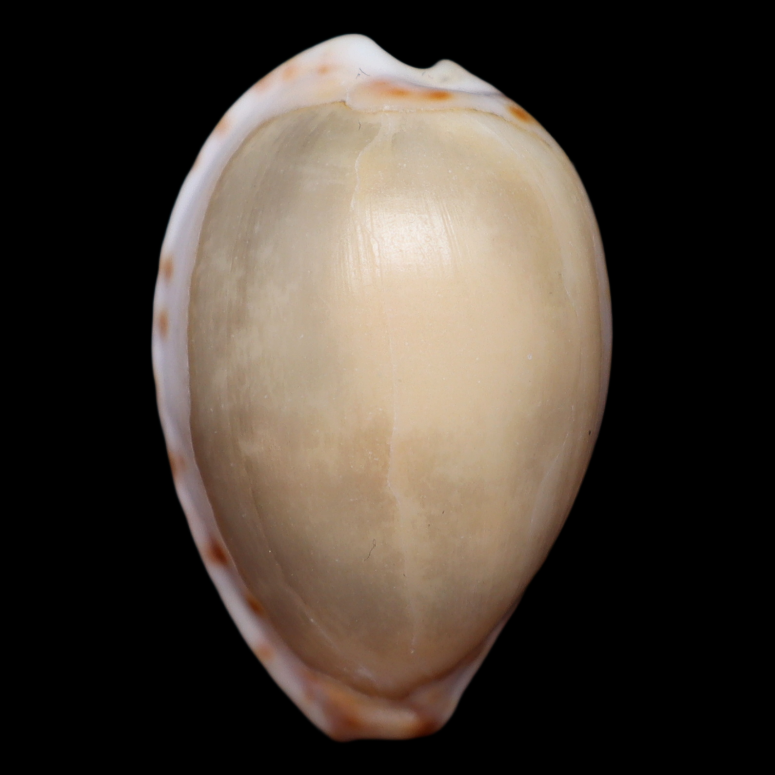 CY271 Notocypraea subcarnea