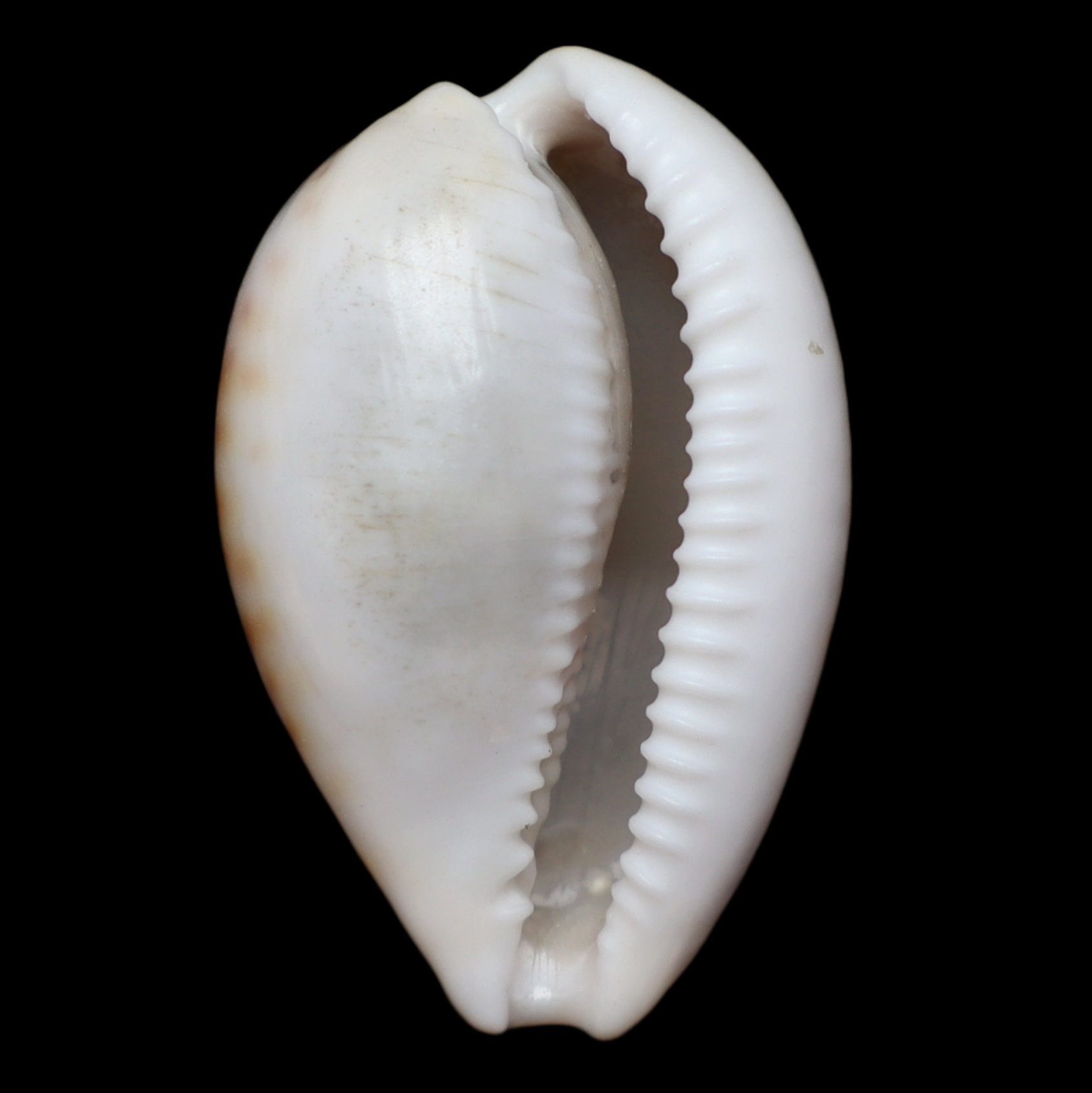 CY271 Notocypraea subcarnea