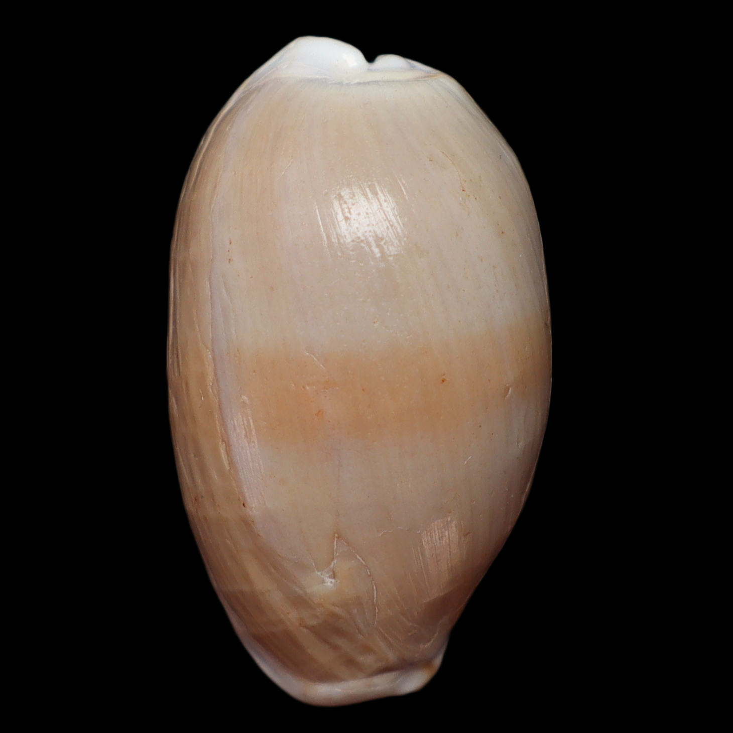 CY253 Ovatipsa chinensis variolaria cf. ilariae