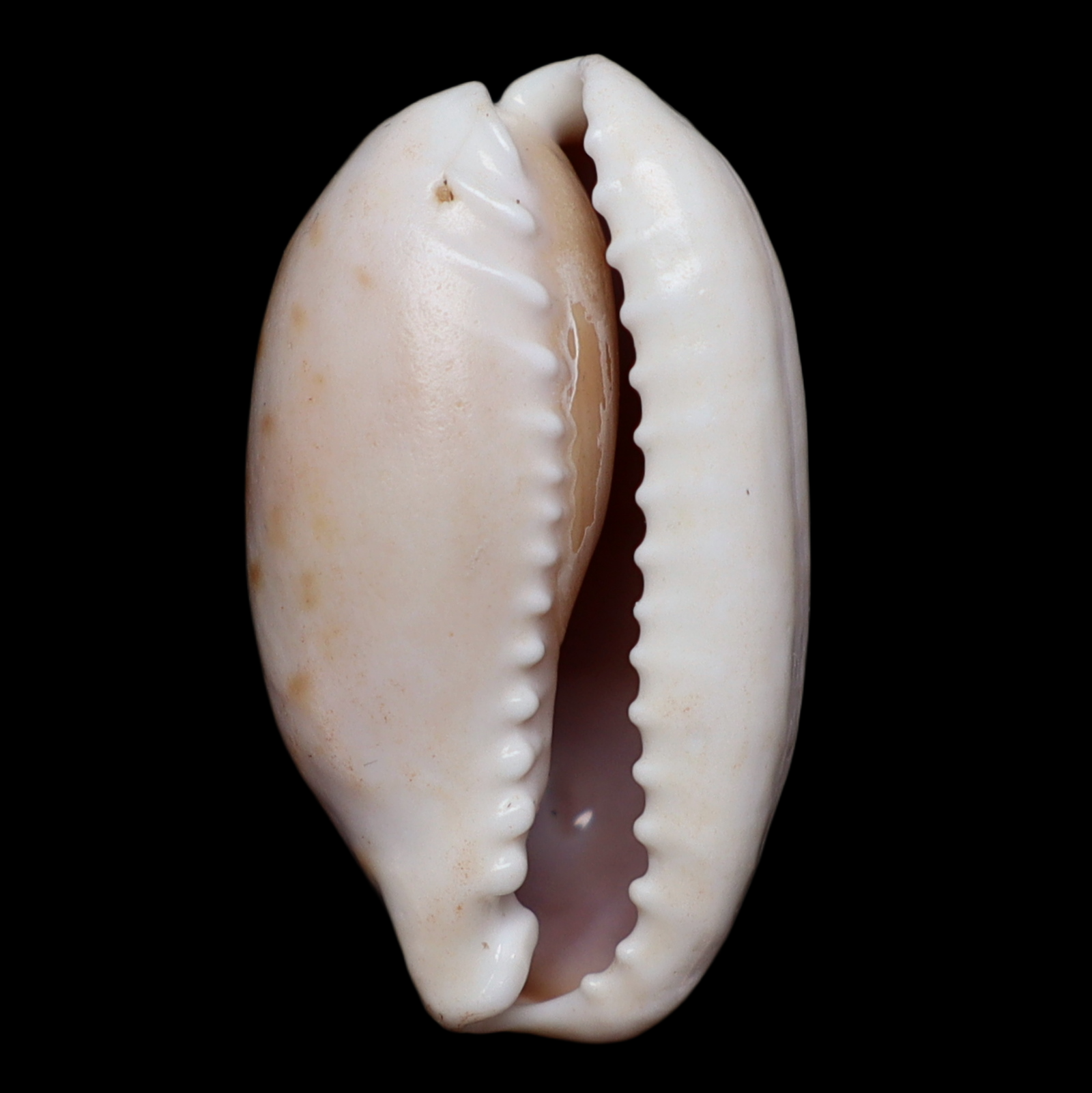 CY253 Ovatipsa chinensis variolaria cf. ilariae