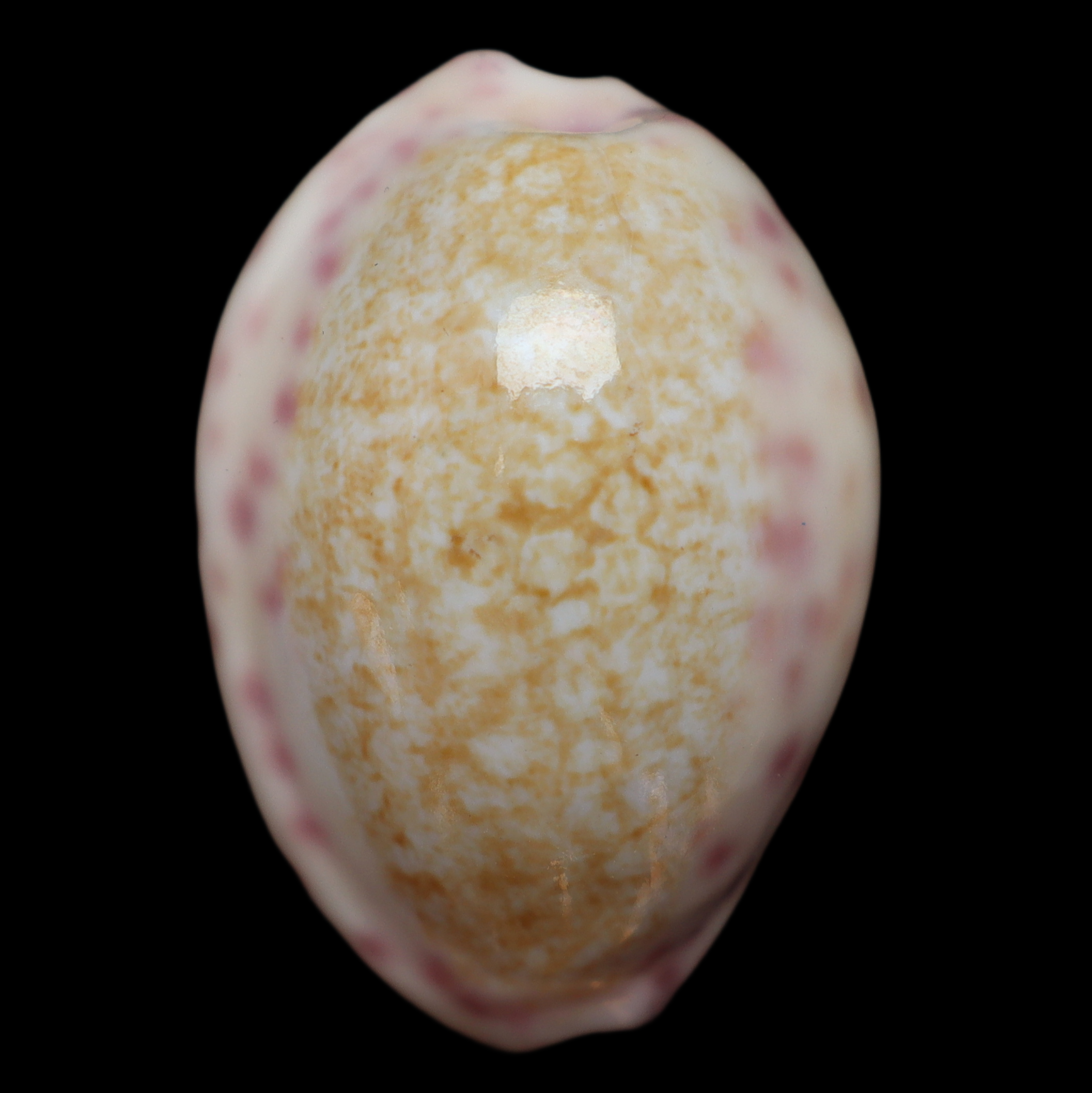CY365 Ovatipsa chinensis amiges