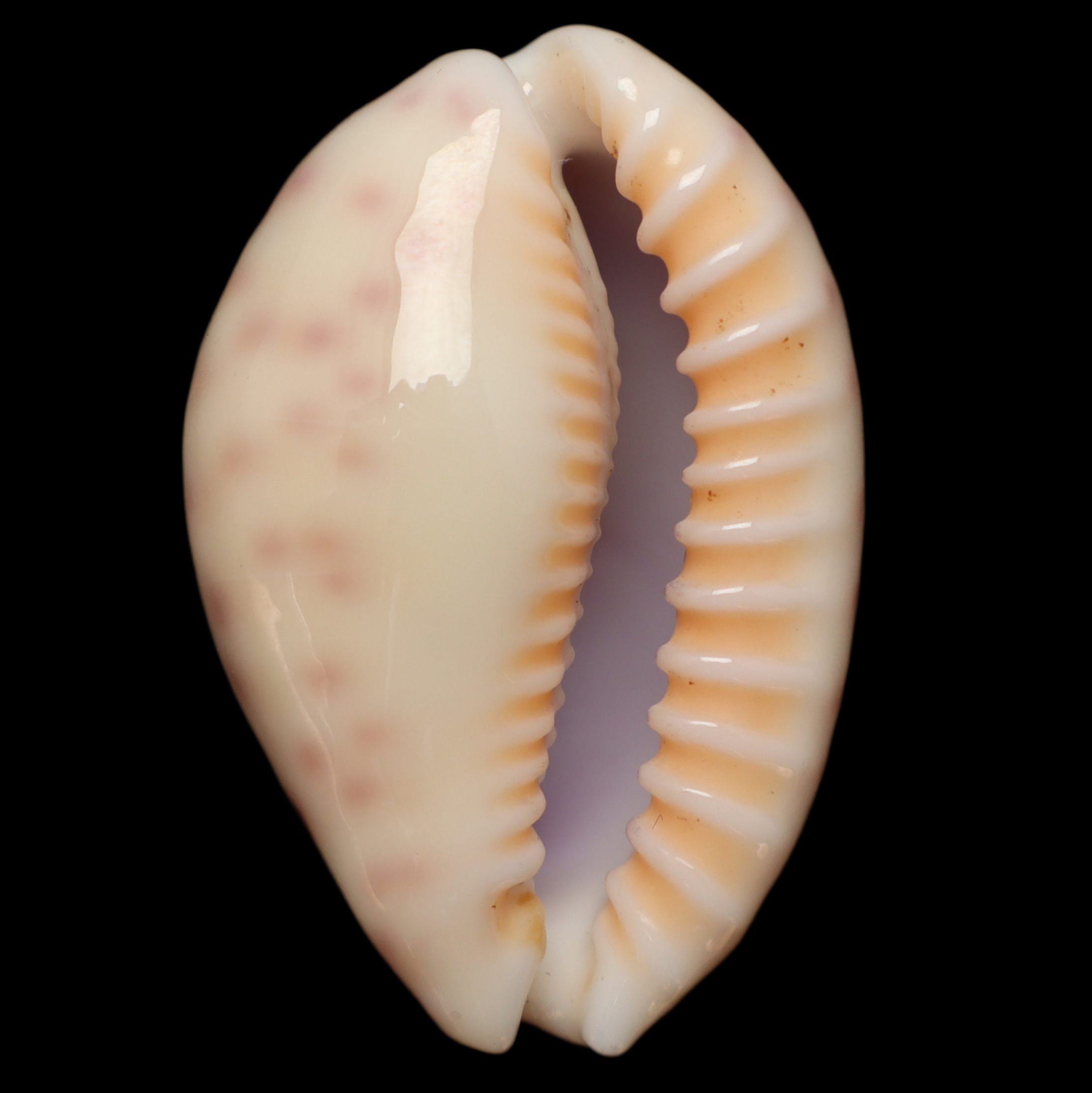 CY365 Ovatipsa chinensis amiges
